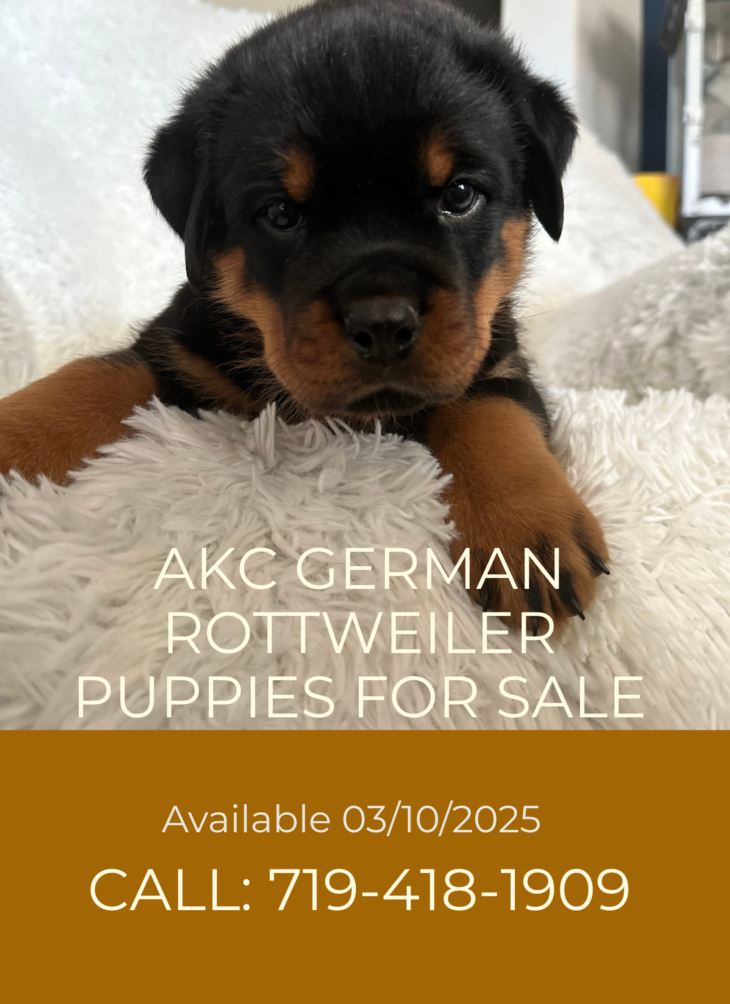 Registered Rottweiler puppies image 1