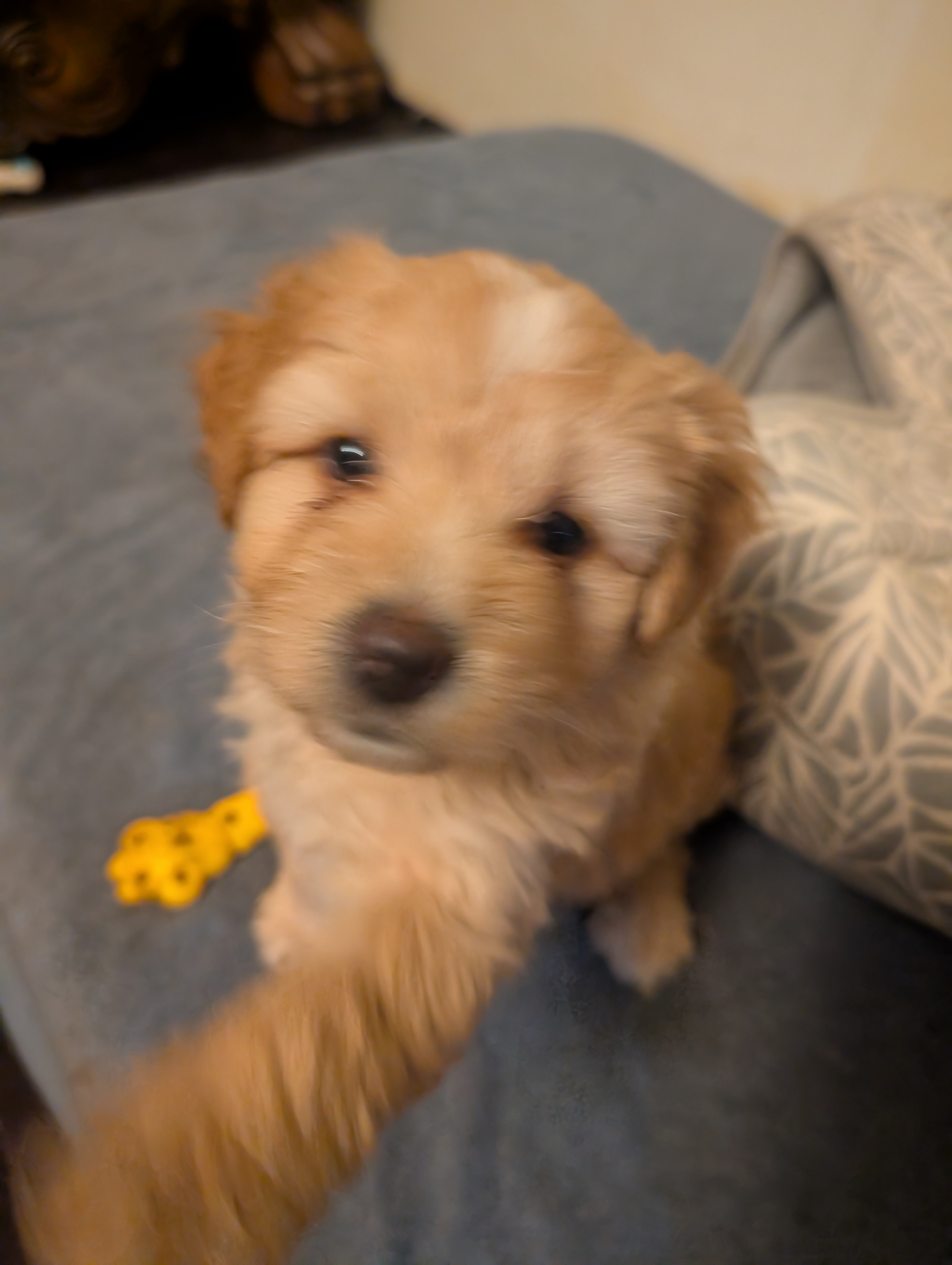 Aussiedoodles image 7