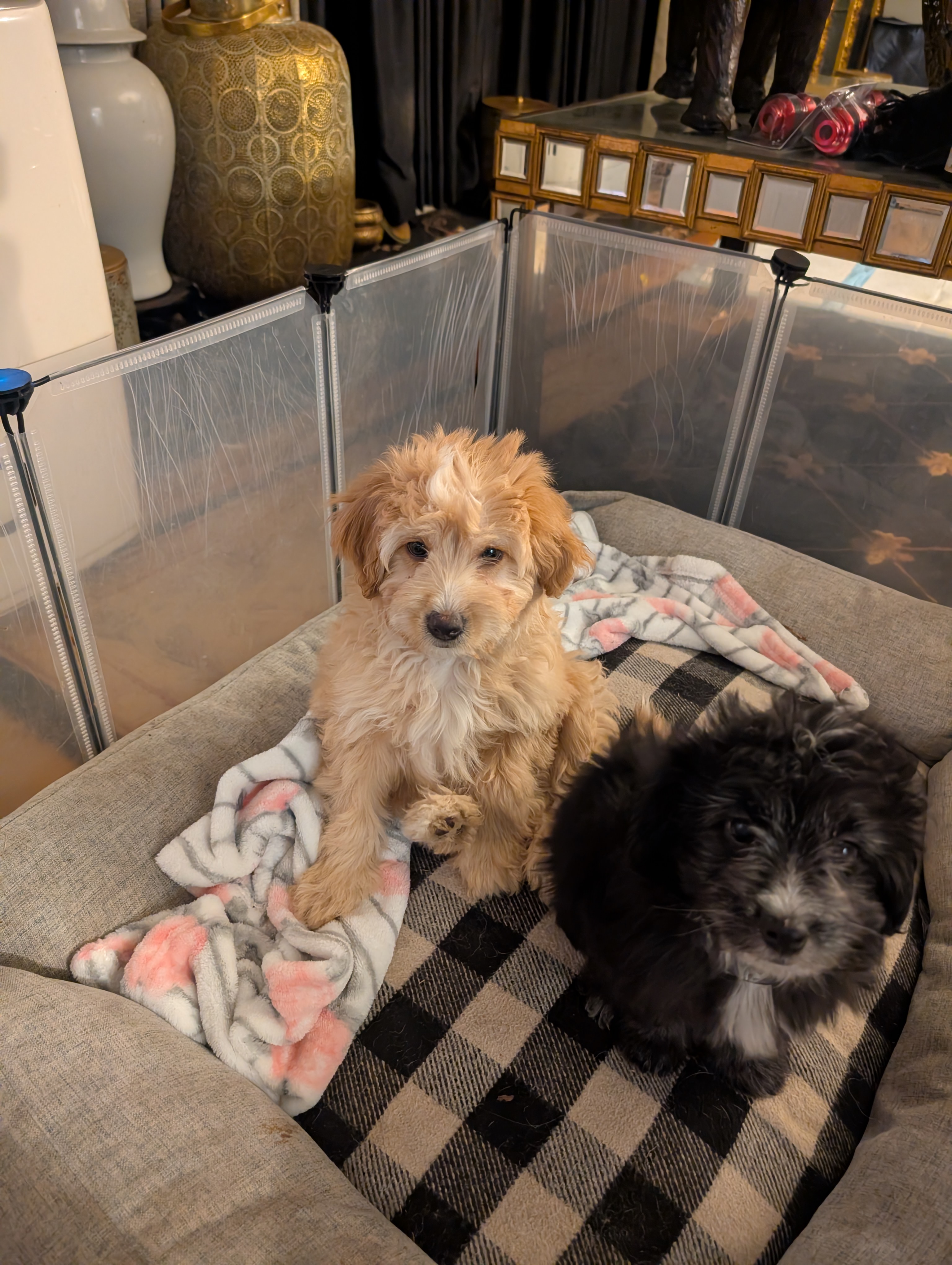 Aussiedoodles image 6