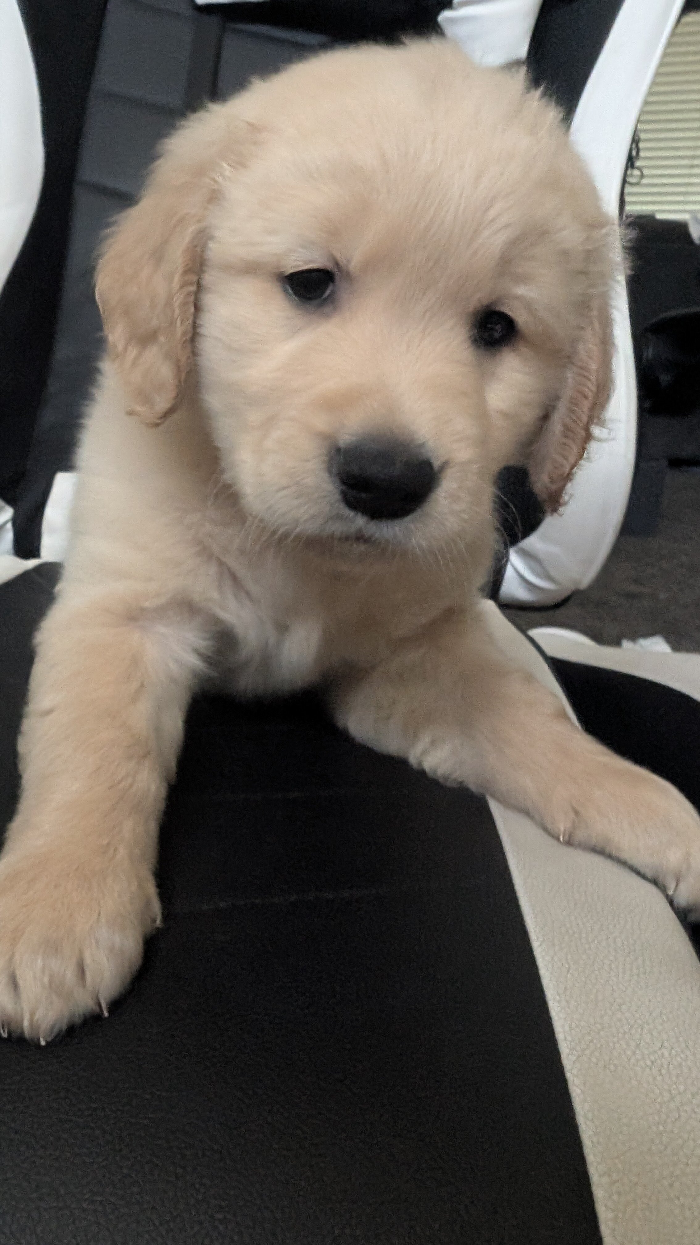 AKC Golden Retriever Boy image 3