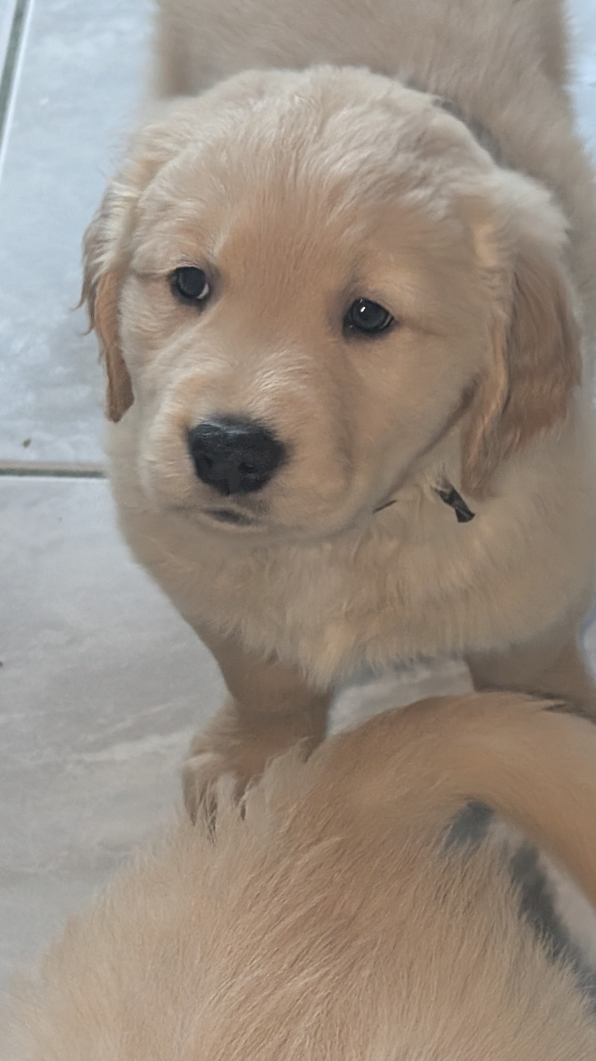 AKC Golden Retriever Boy image 2