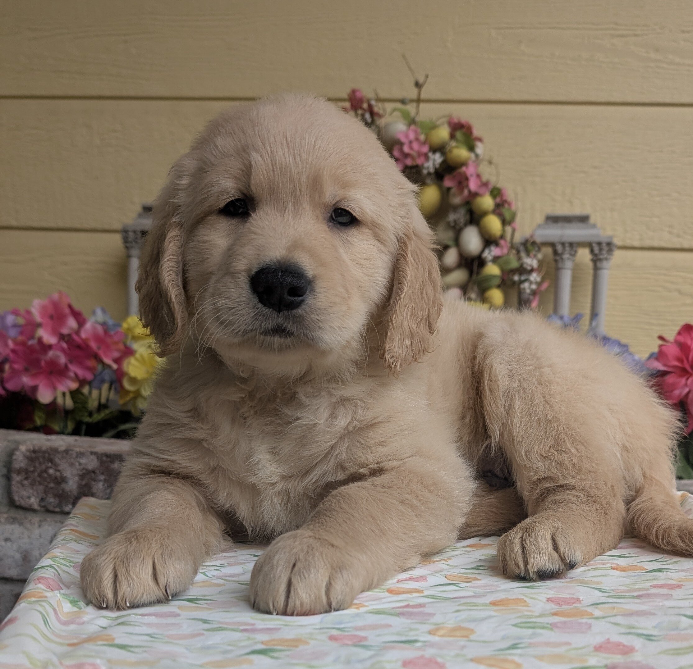 AKC Golden Retriever Boy image 4