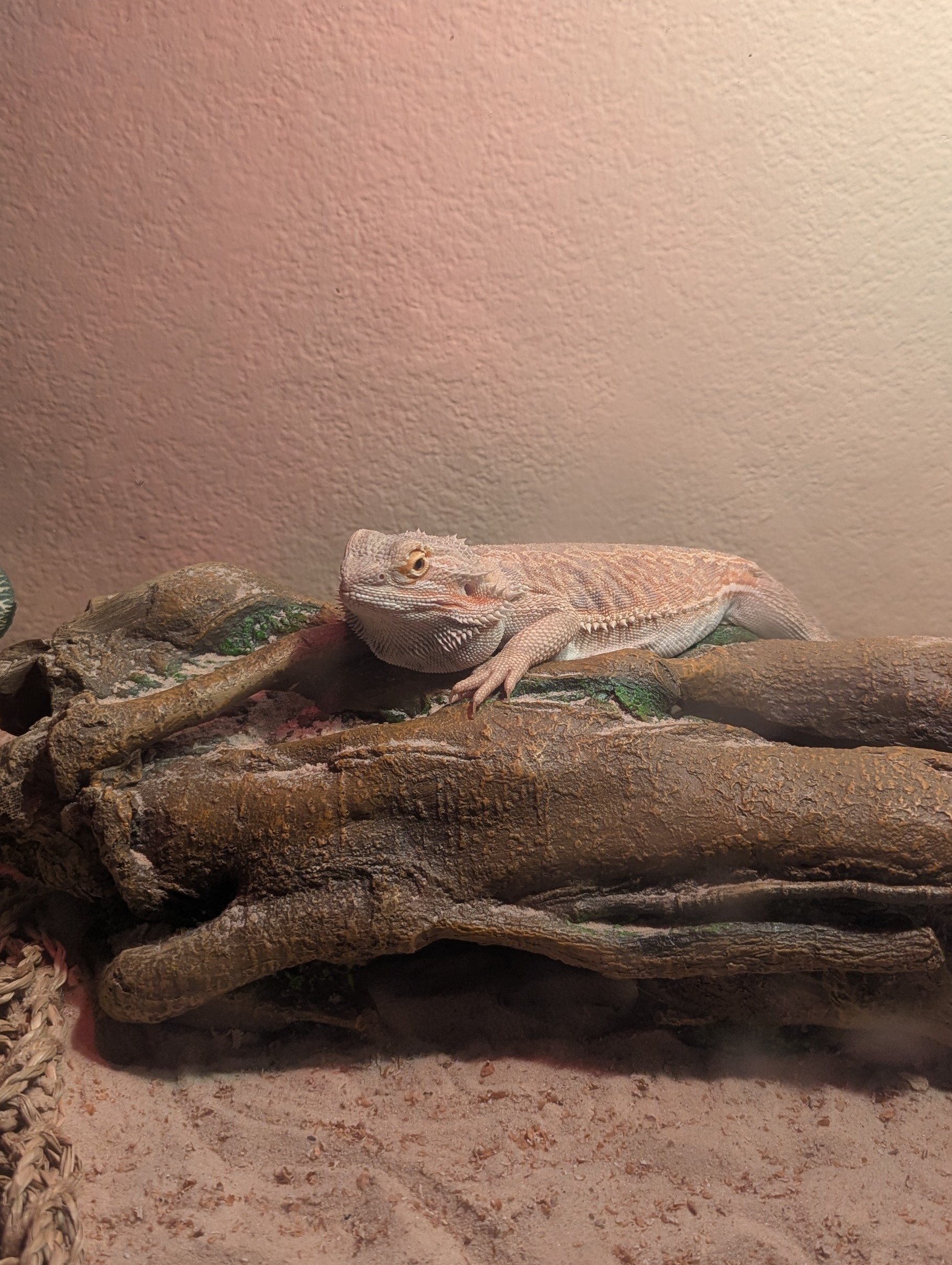 Bearded dragon and tank image 2