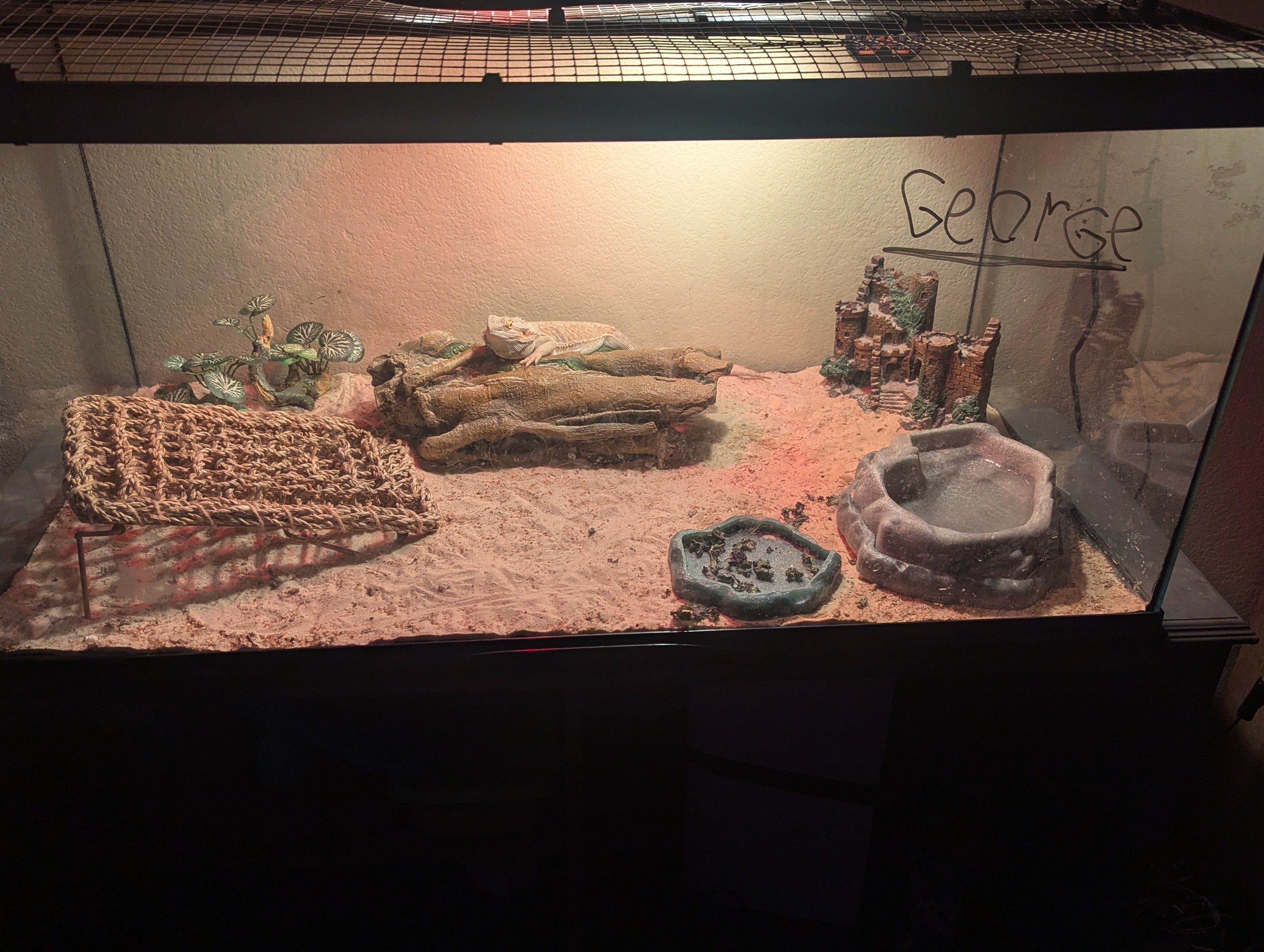 Bearded dragon and tank image 1
