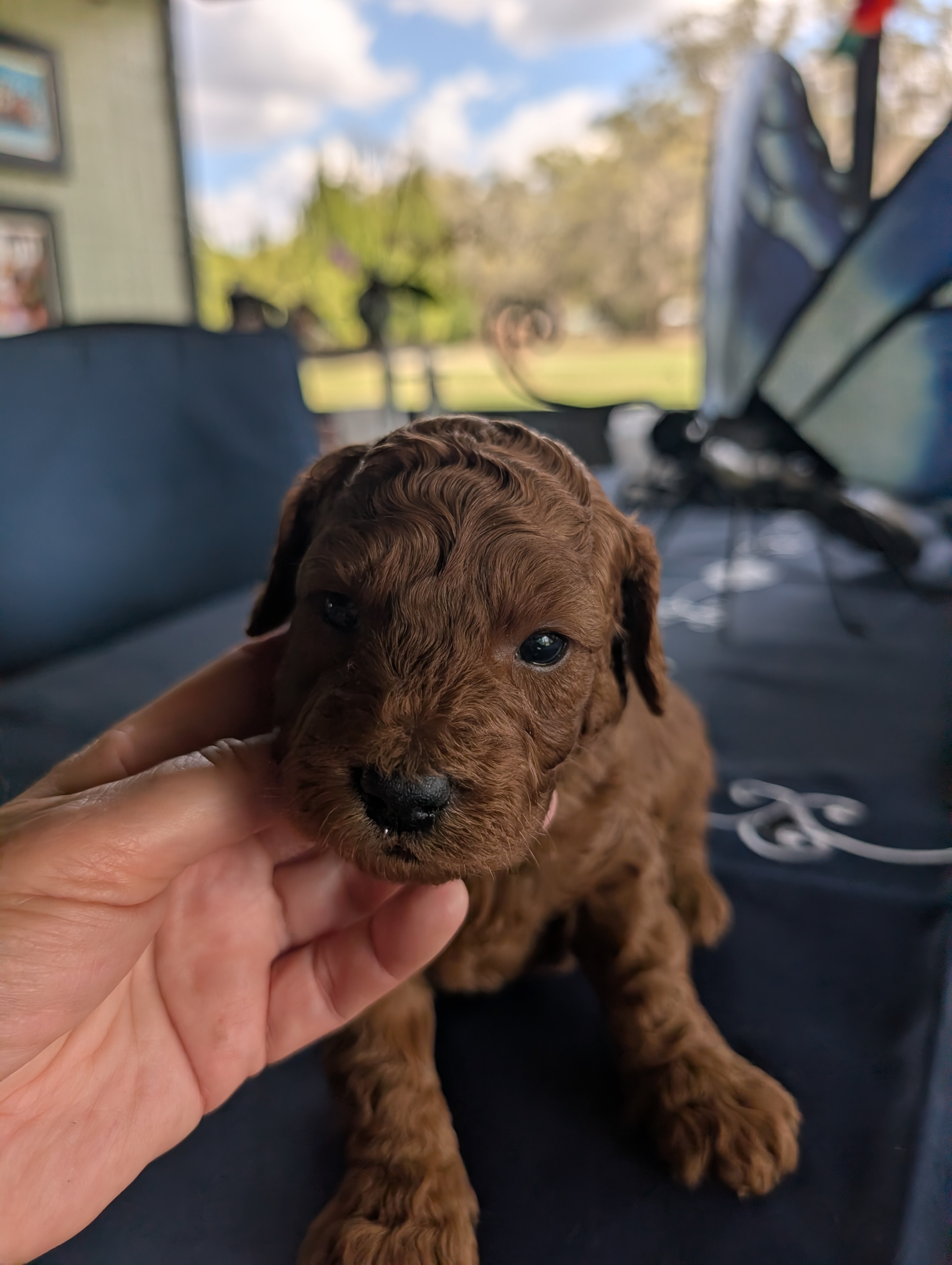 Mini Labradoodle Puppies! Red Beauties! image 2
