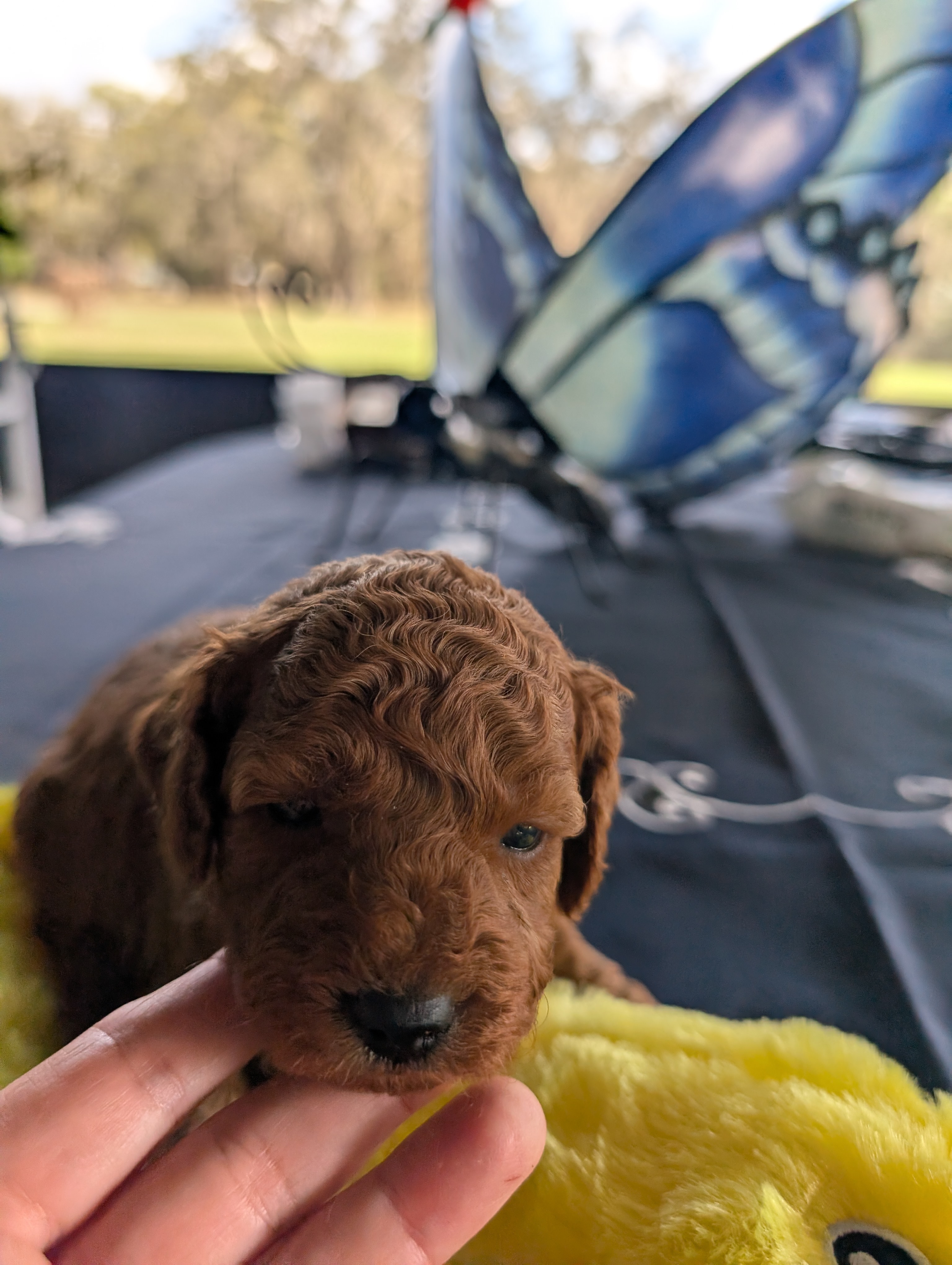 Mini Labradoodle Puppies! Red Beauties! image 4