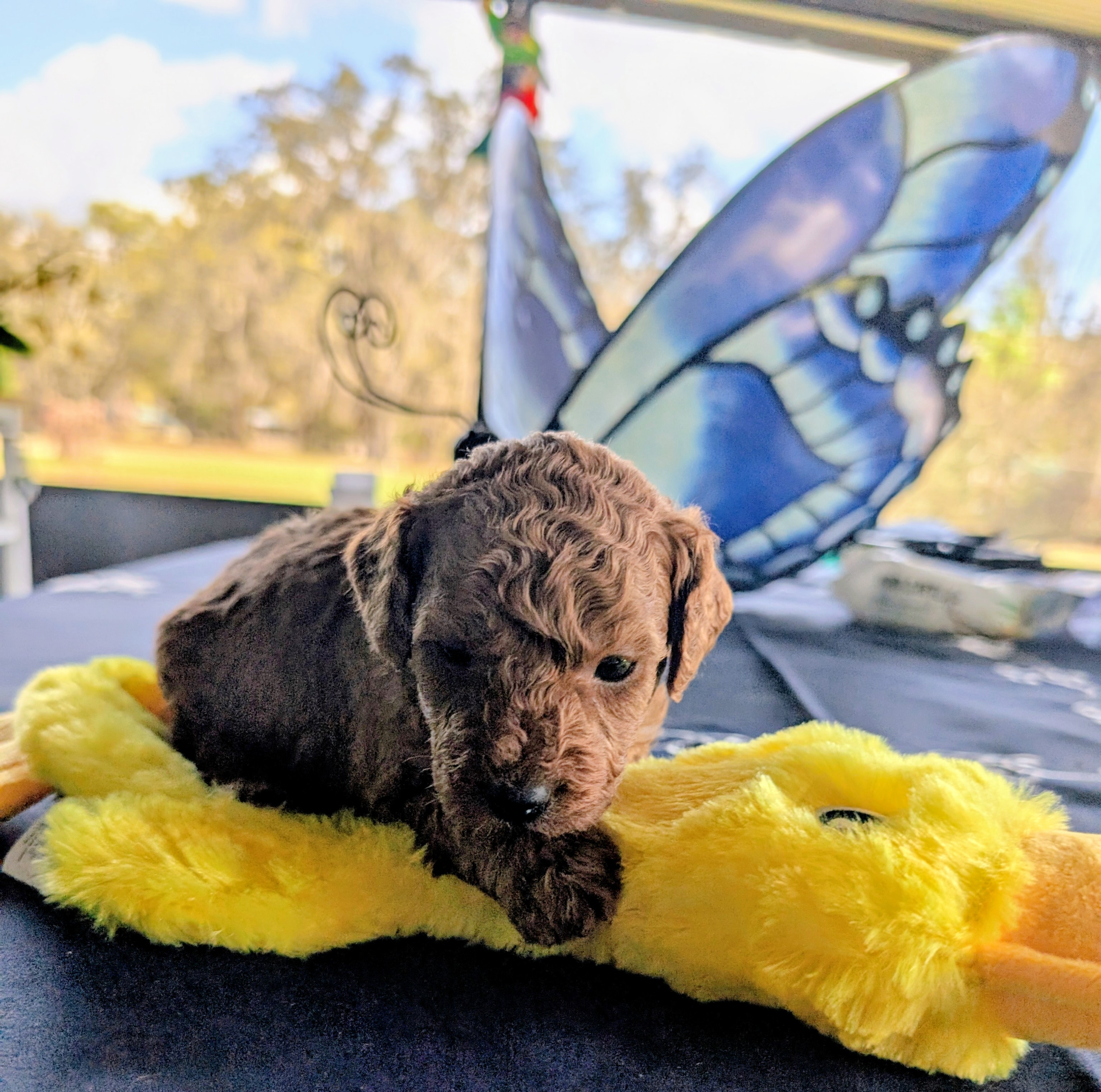 Mini Labradoodle Puppies! Red Beauties! image 3