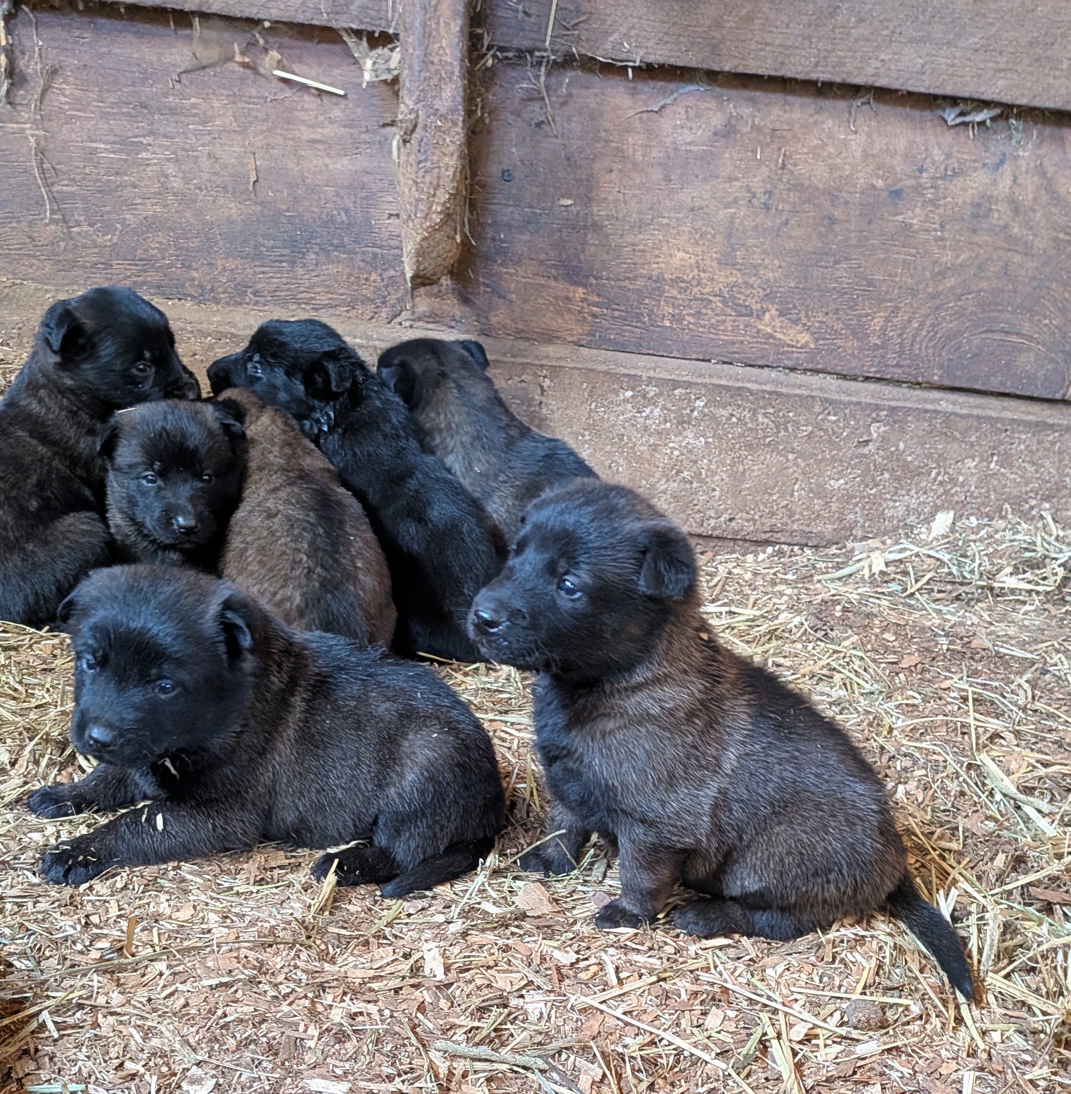 Belgian malanois puppies for sale image 1
