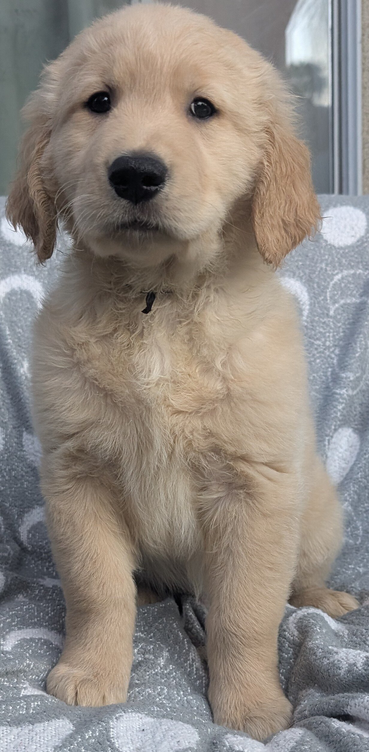 AKC Golden Retriever Boy image 6