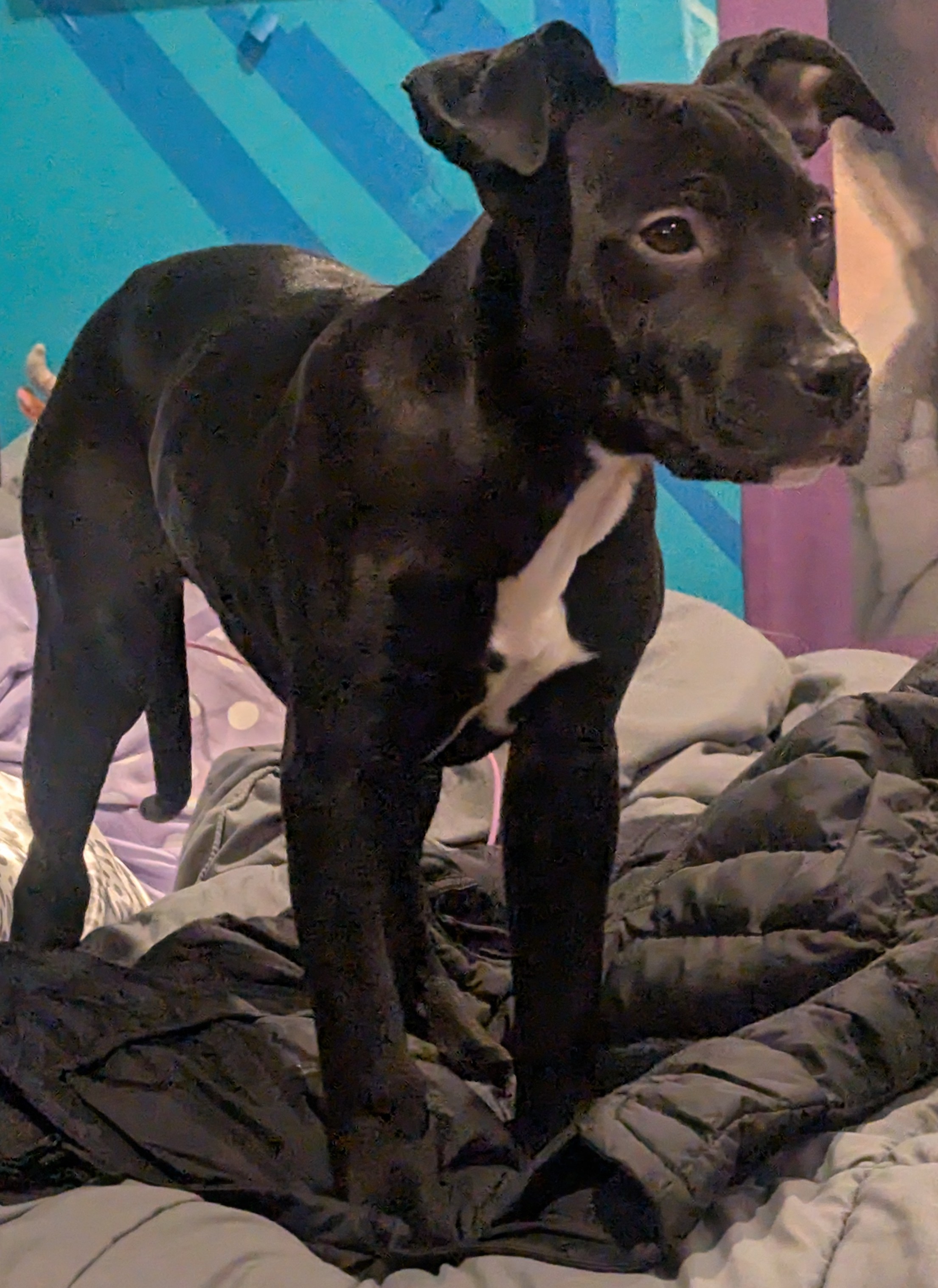 American pitbull image 1