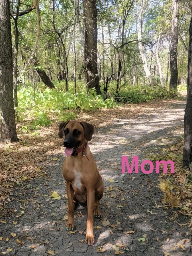 Rhodesian Ridgeback puppies image 6