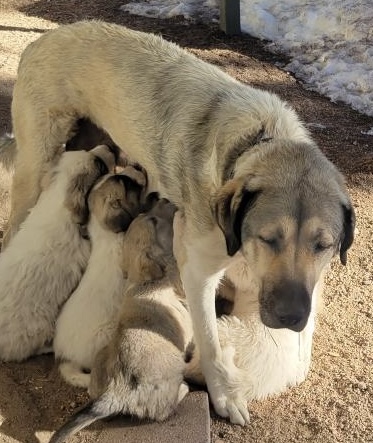 Anatolian Pyrenees puppies, 15 weeks old image 5