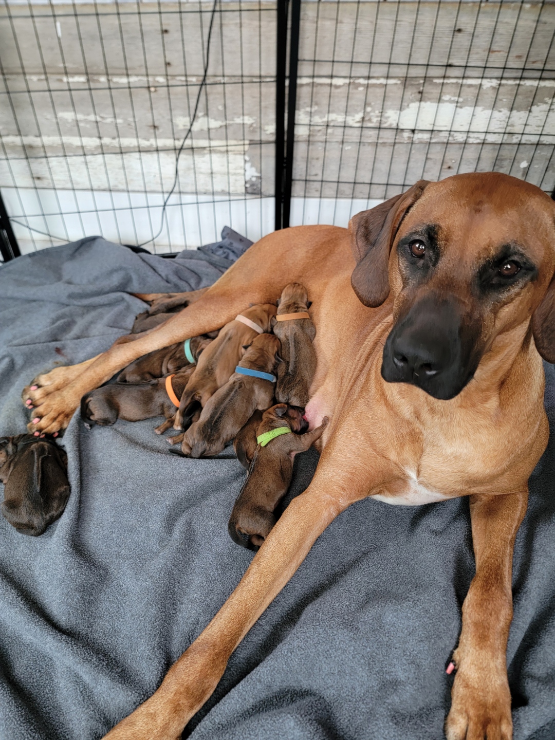 Rhodesian Ridgeback puppies image 1