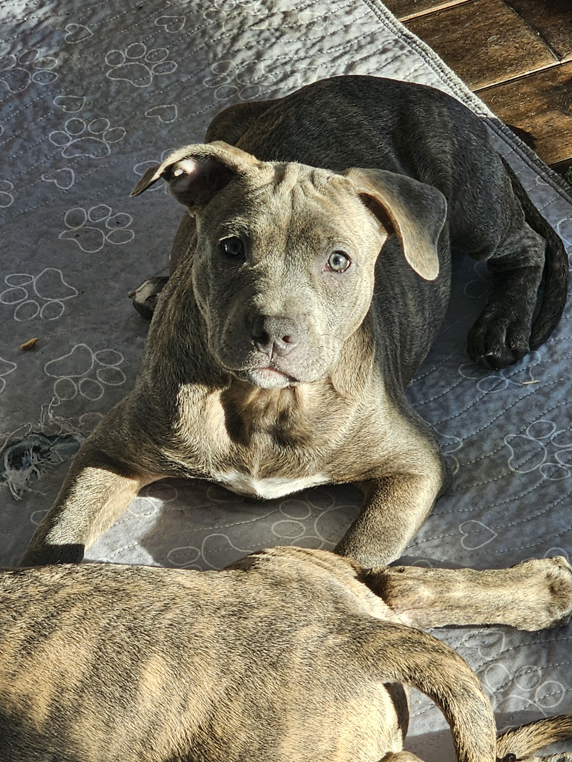 (2) Staffordshire Bull Terrier Puppies image 1