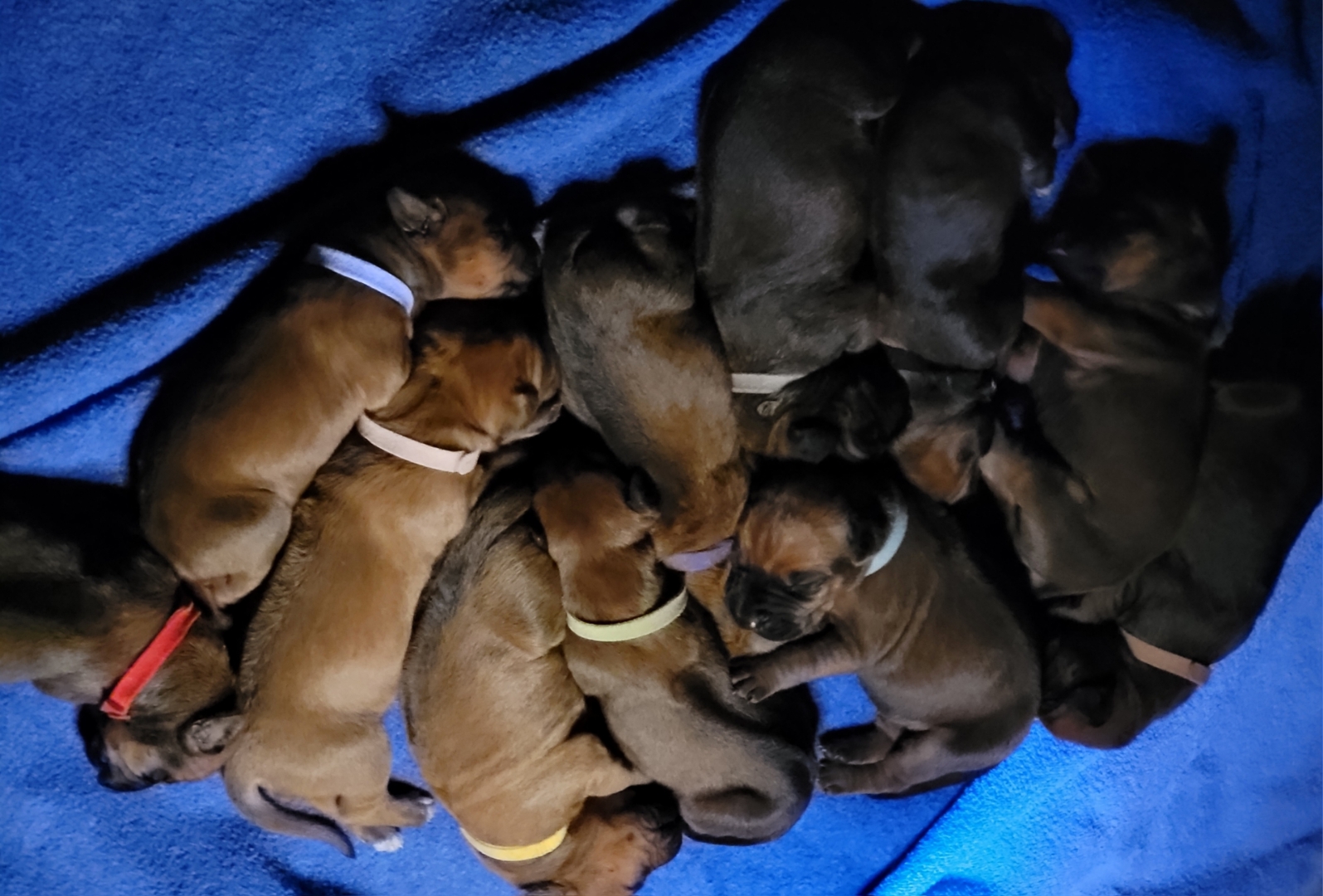 Rhodesian Ridgeback puppies image 4