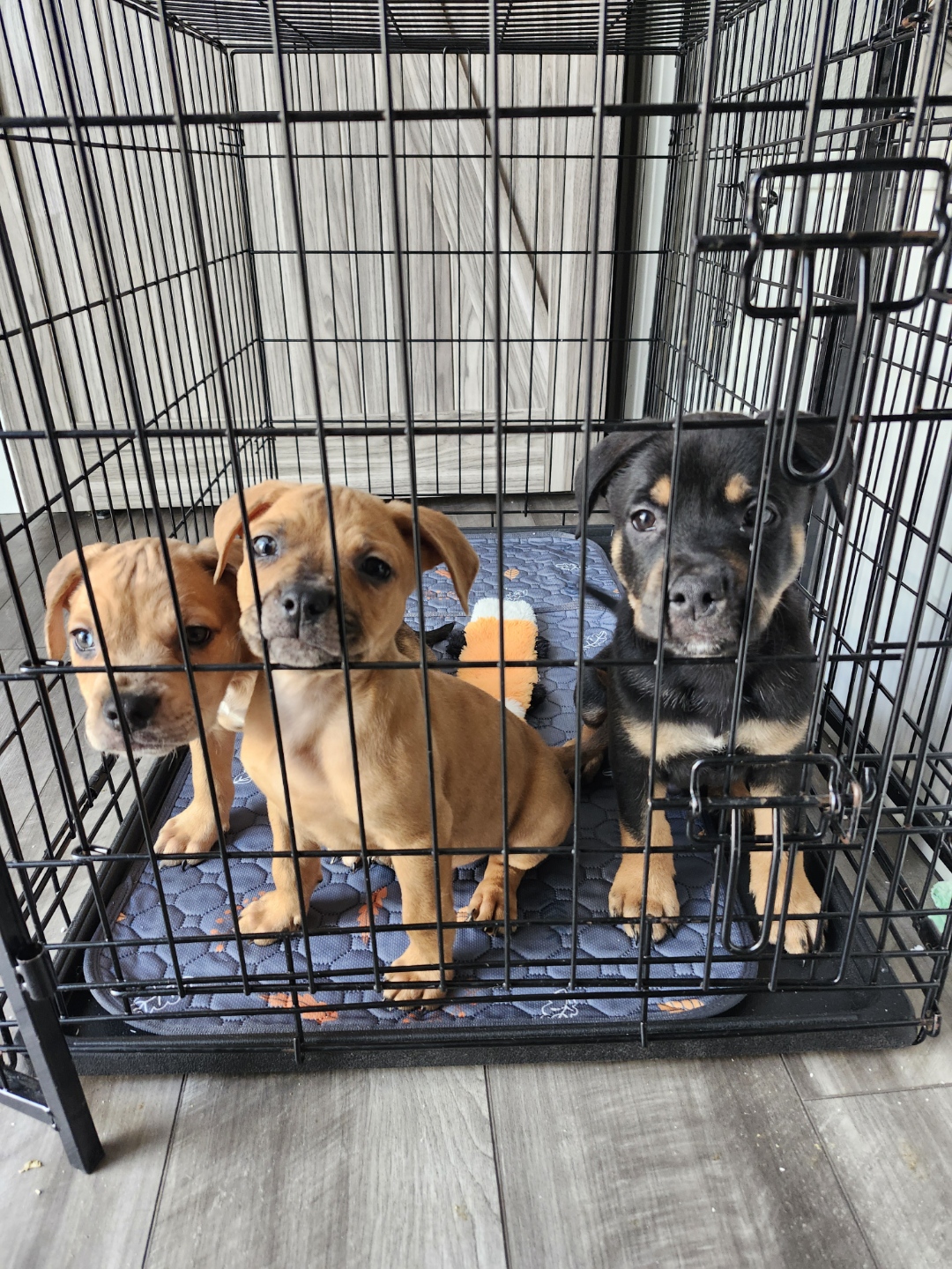 Pocket  Bully Heeler Puppies image 1