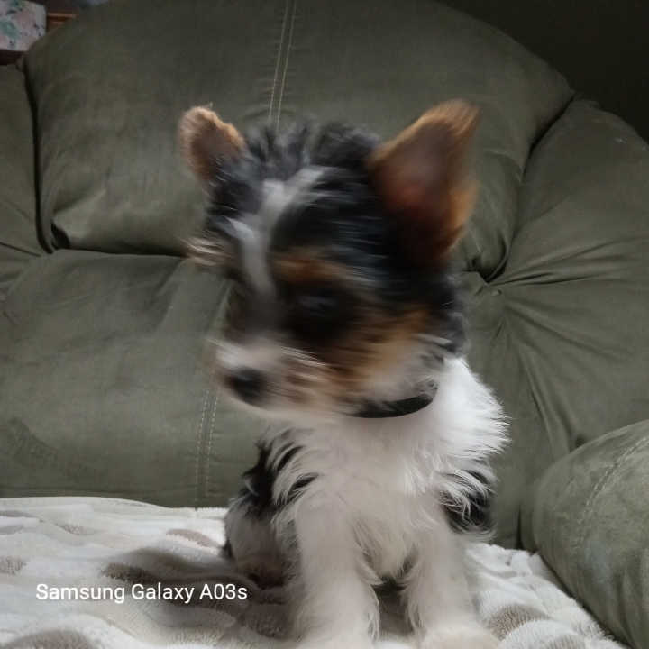 Yorkshire Terrier, Male image 2