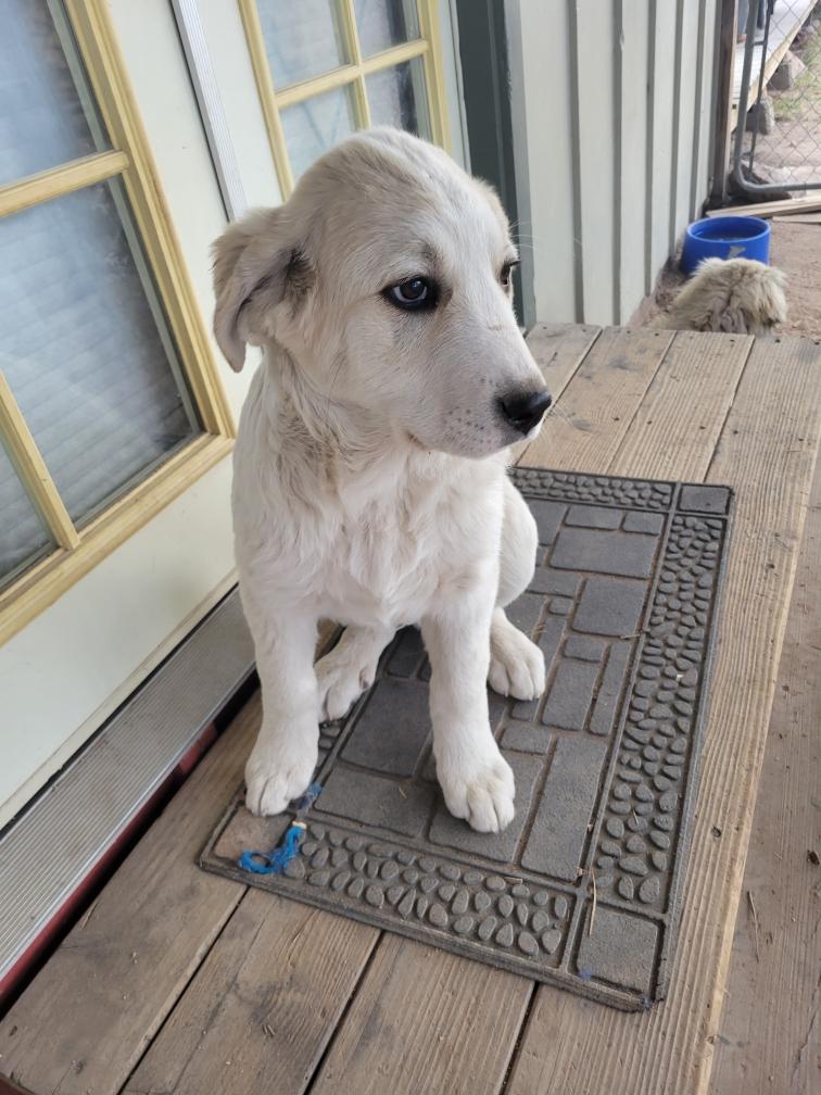 Anatolian Pyrenees puppies, 15 weeks old image 4