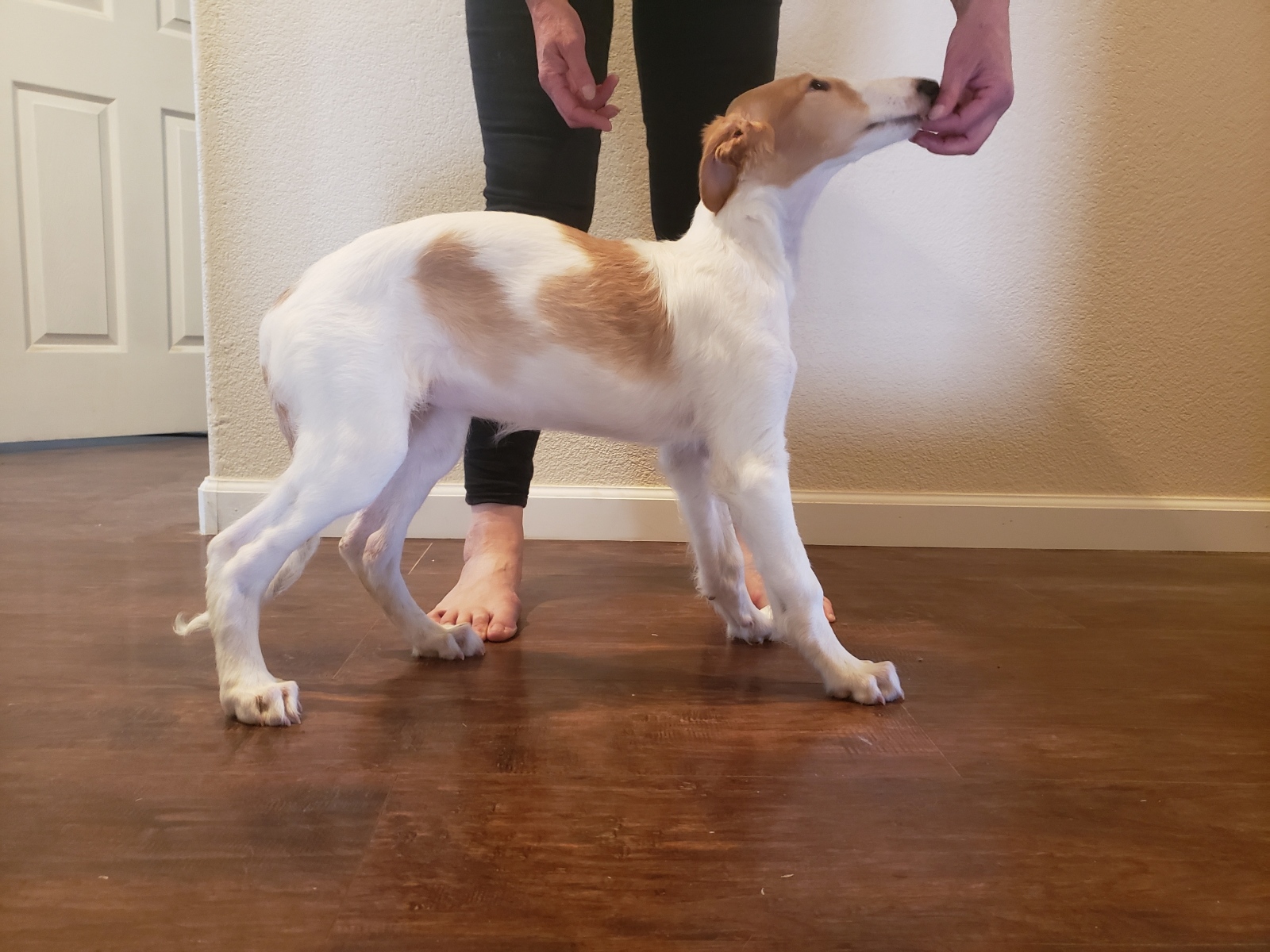 Borzoi (russian wolfhound) image 3