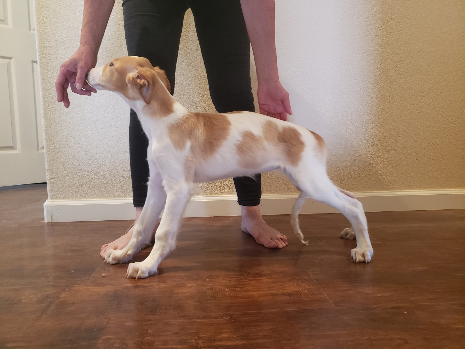 Borzoi (russian wolfhound) image 2