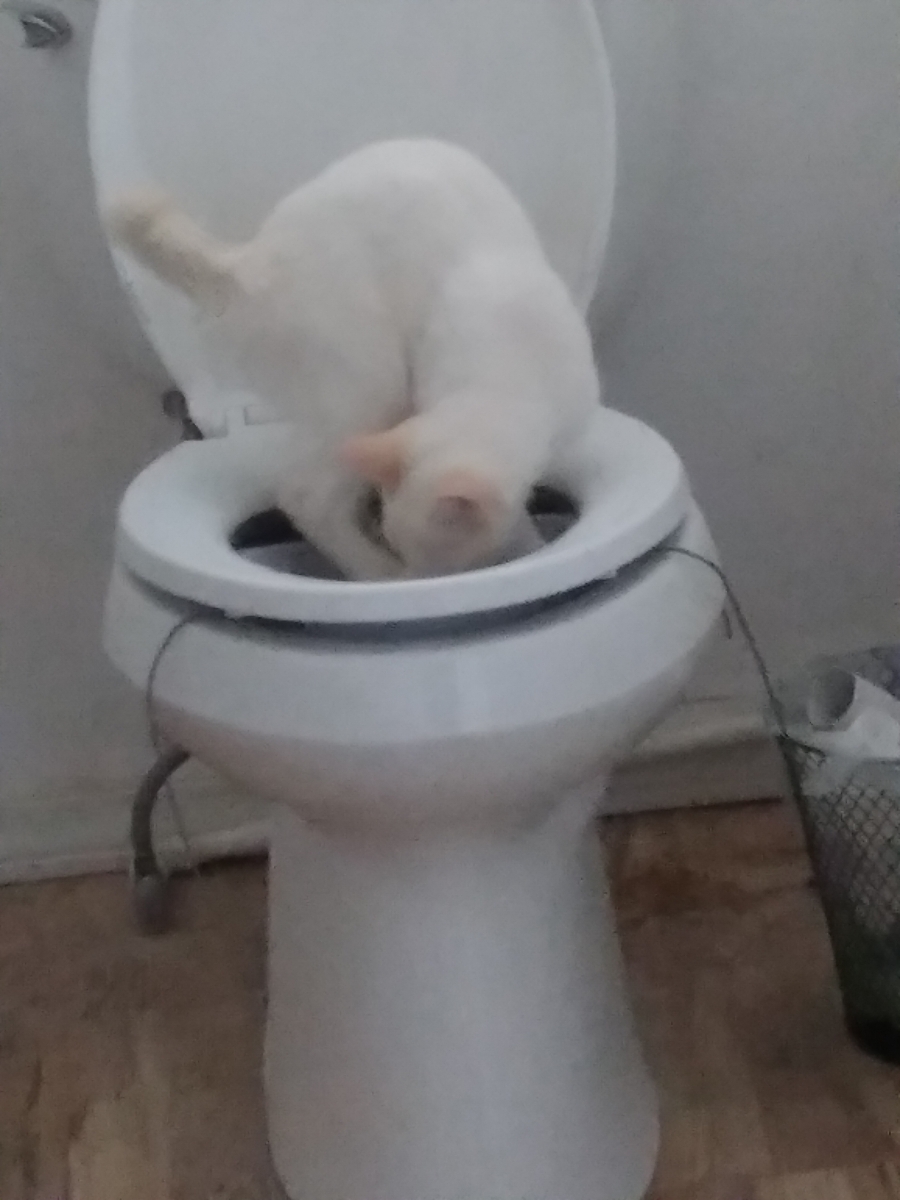 Turkish Van cat image 1