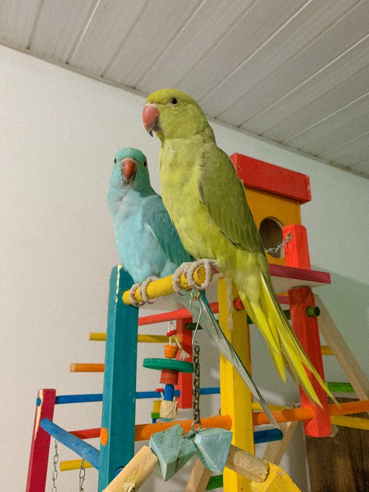 Blue Indian Ringneck image 2