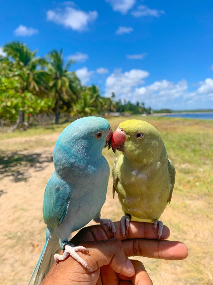 Blue Indian Ringneck image 1