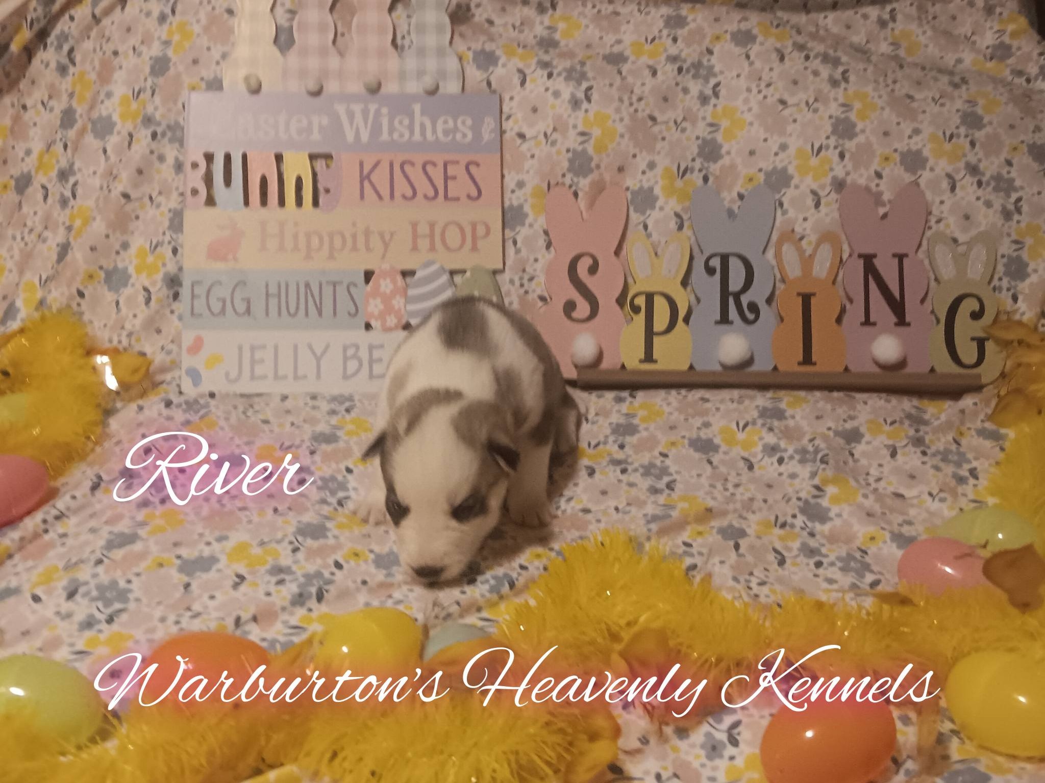 AKC Female Siberian Husky Puppies image 7