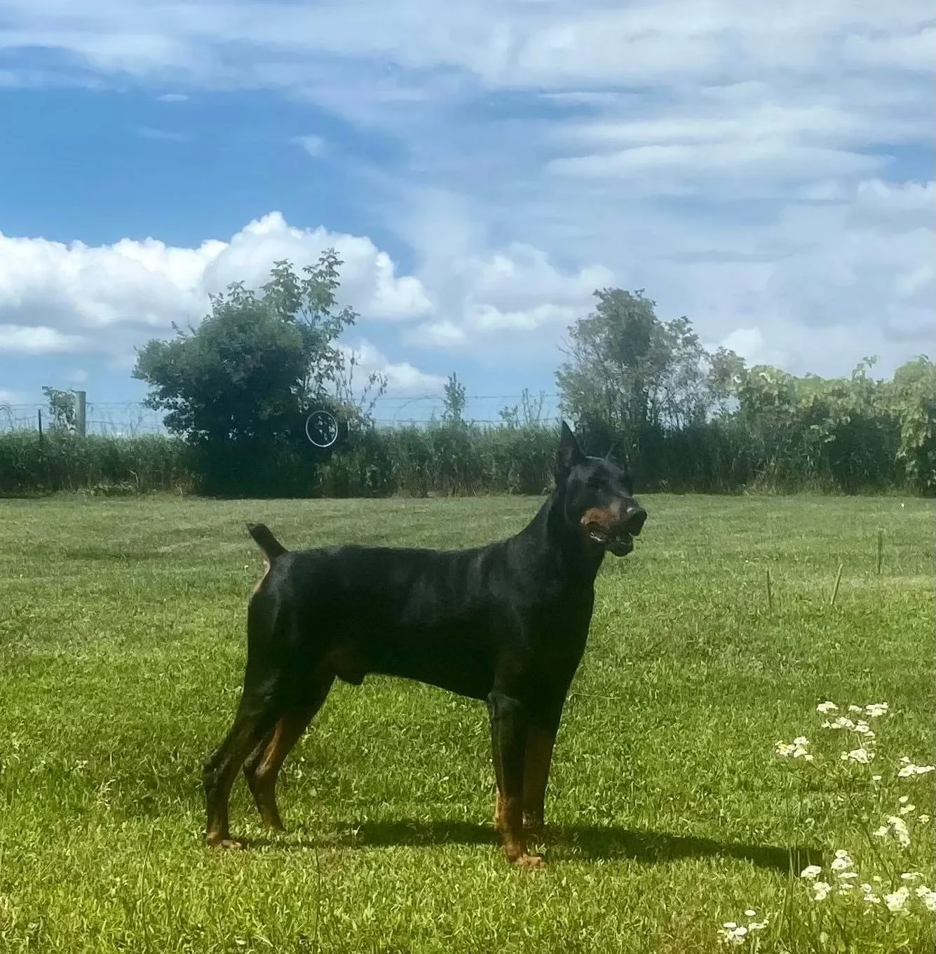 Doberman Pinscher puppies image 3