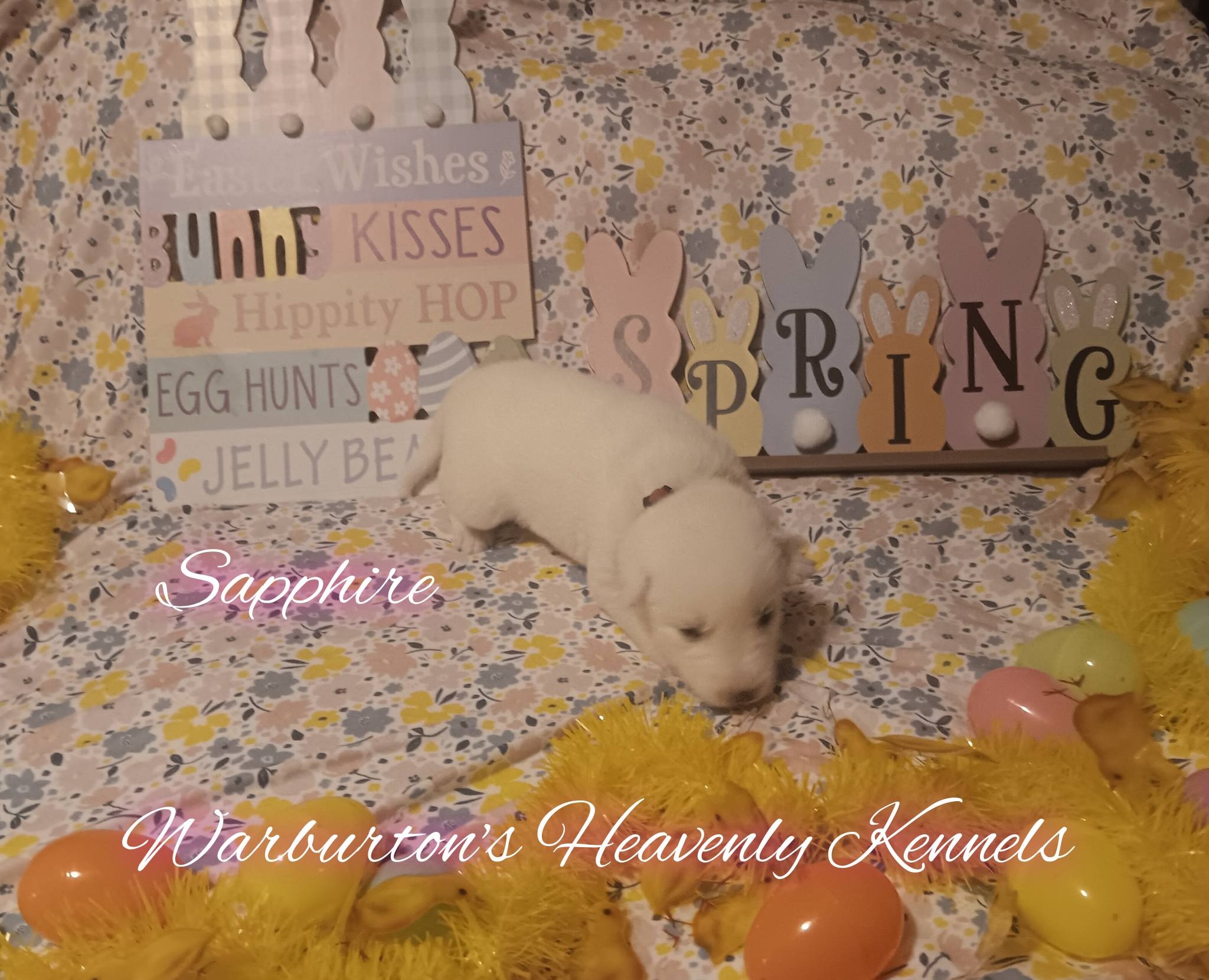 AKC Female Siberian Husky Puppies image 4