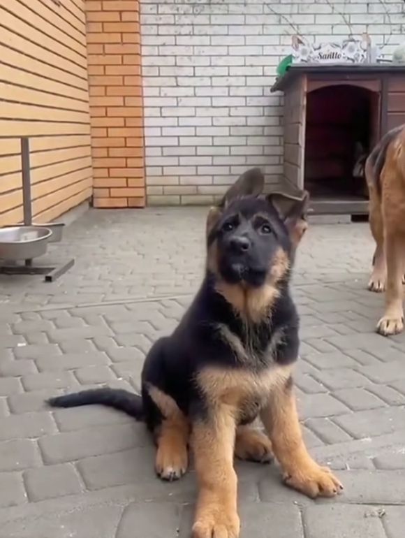 German shepherd puppies image 1