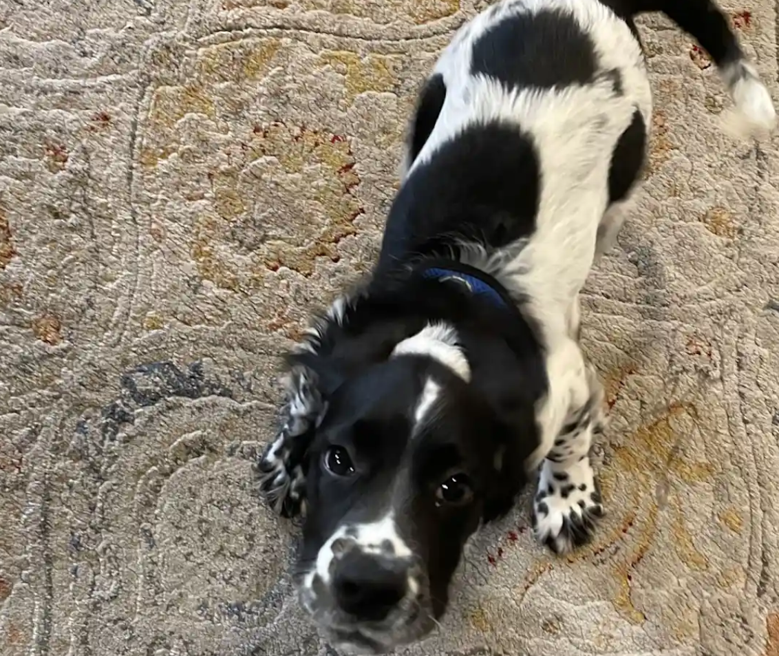 Beautiful, fun-loving Sprocker Spaniel image 1