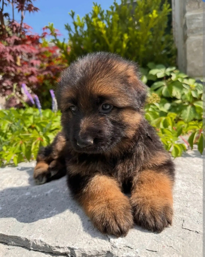 German shepherd puppies image 2