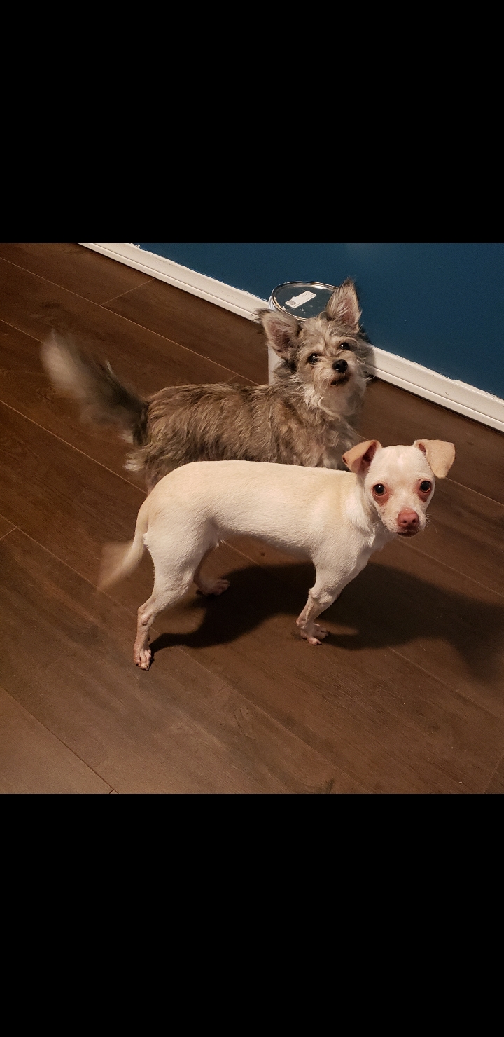 Chihuahua image 2