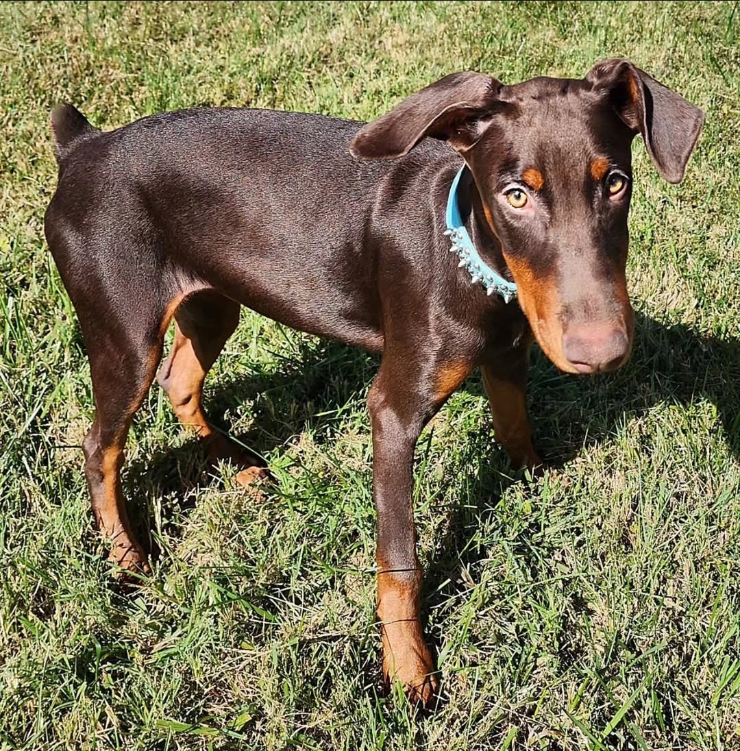 Red Female Doberman image 1