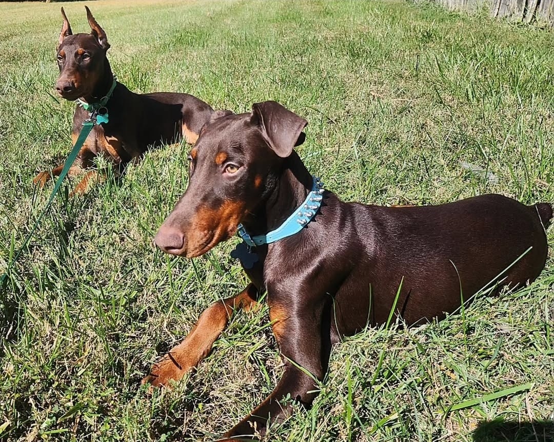Red Female Doberman image 2