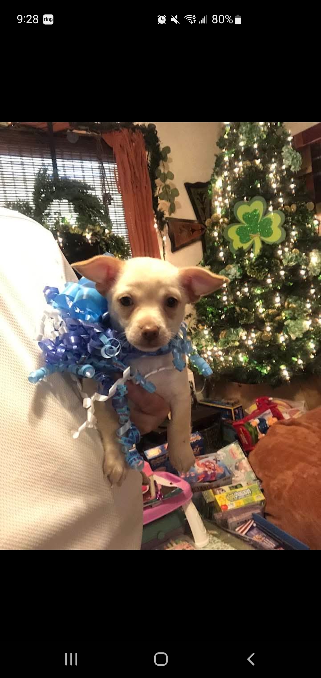 Little runt boy chuahuaha image 4