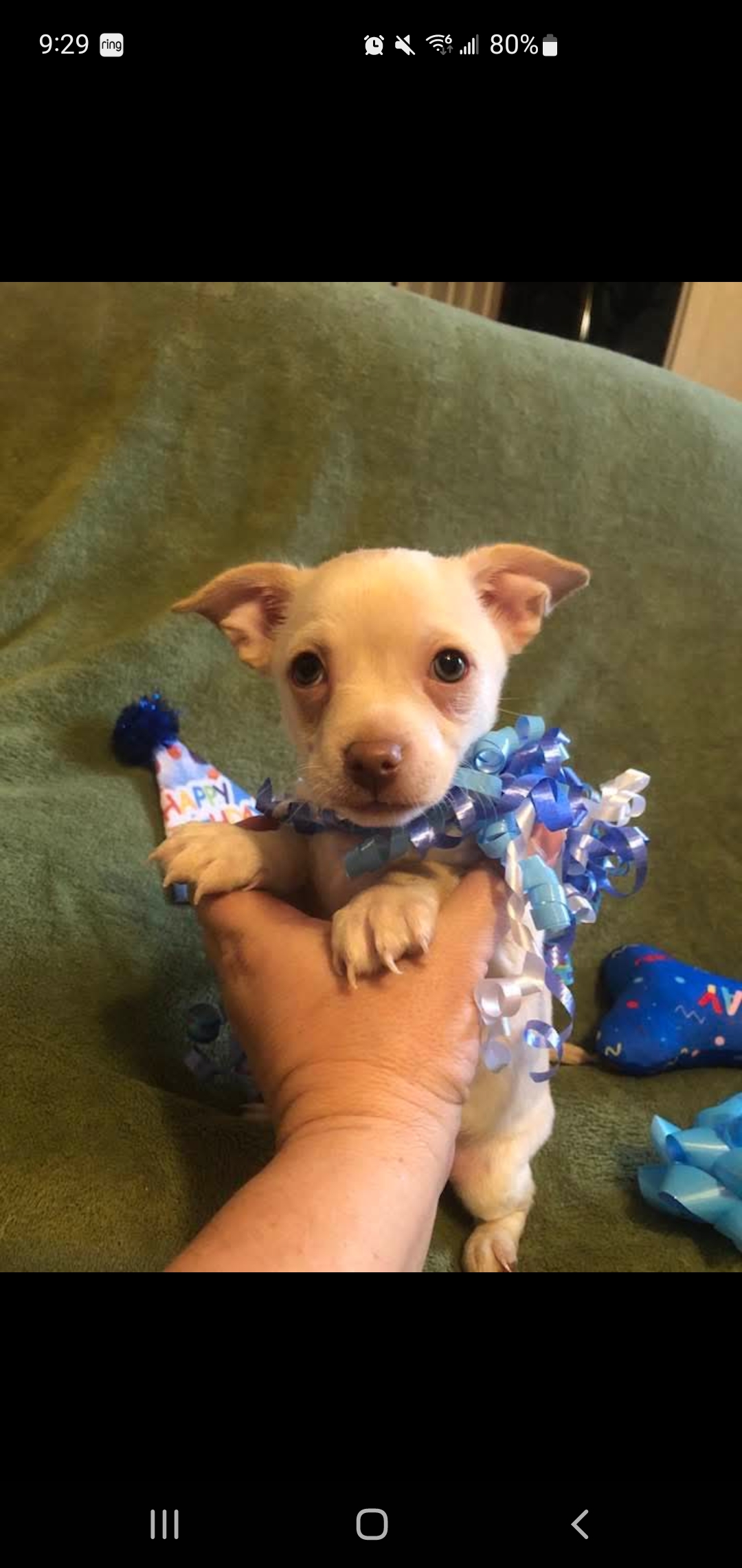 Little runt boy chuahuaha image 1