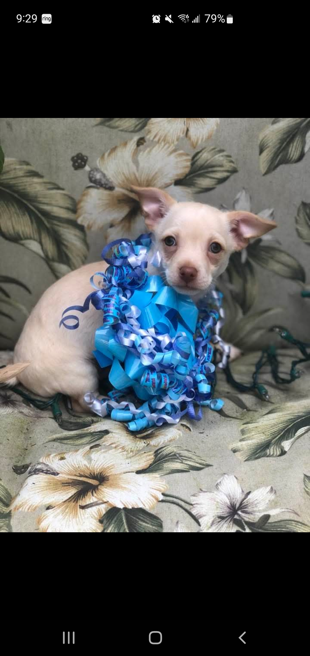 Little runt boy chuahuaha image 2