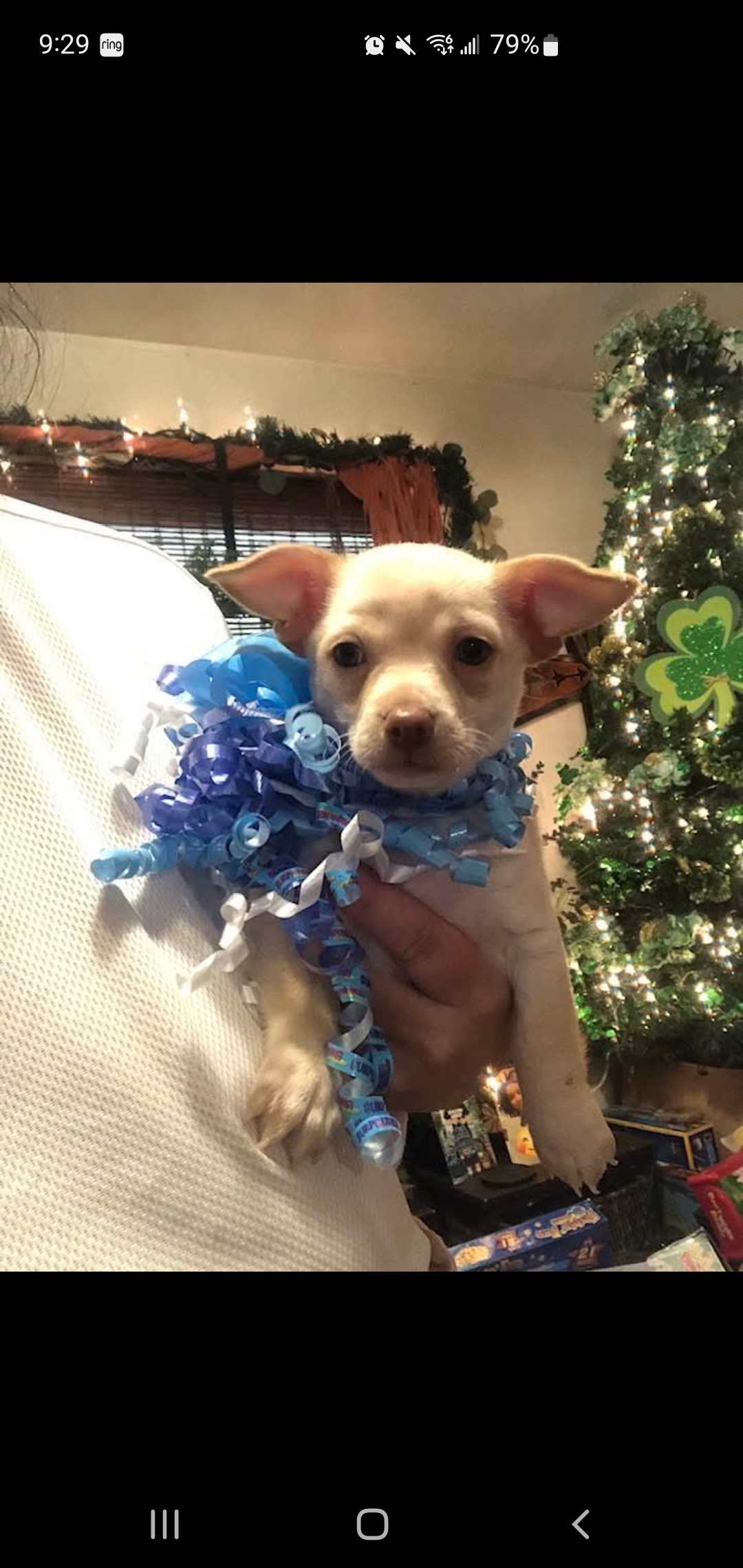 Little runt boy chuahuaha image 3