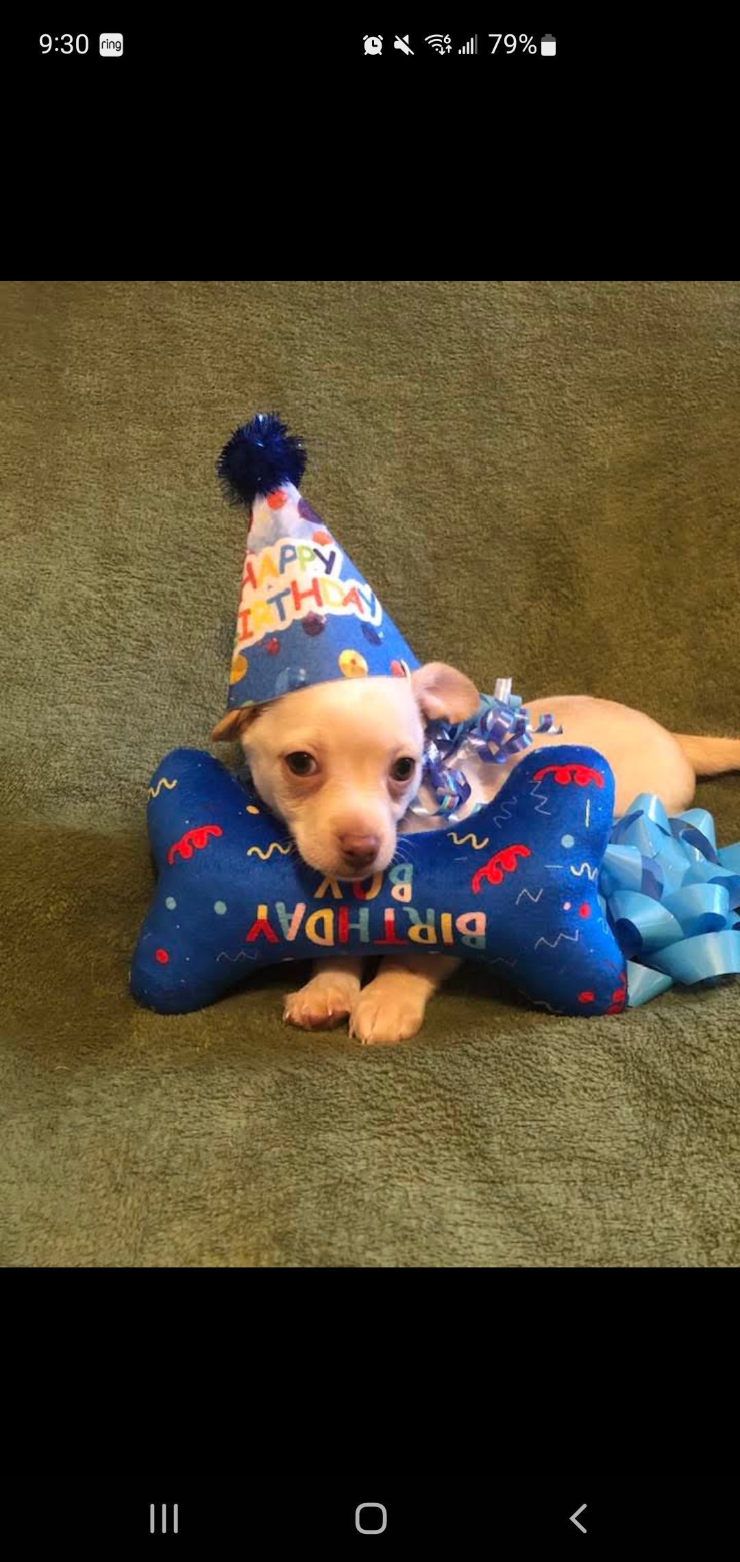Little runt boy chuahuaha image 5