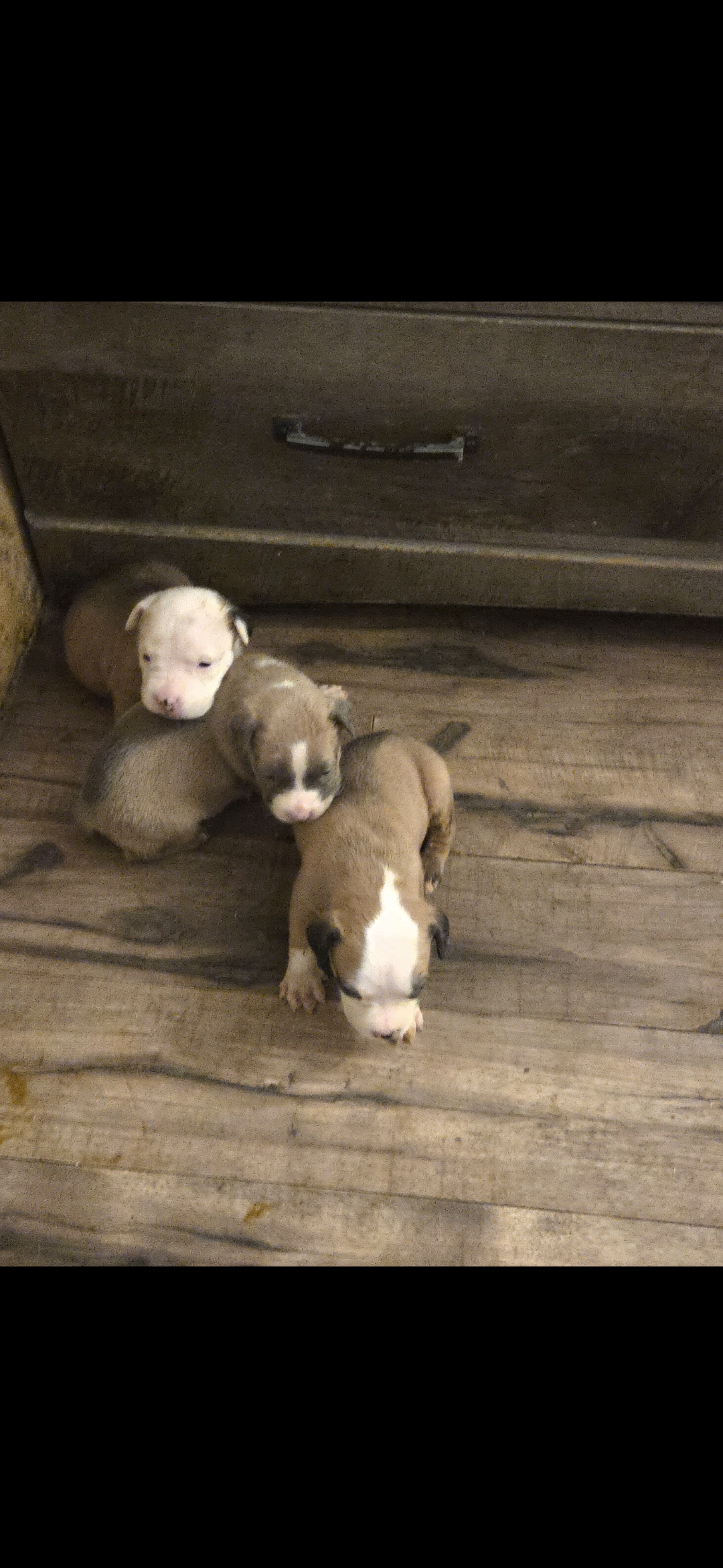 Pit bull puppies image 8