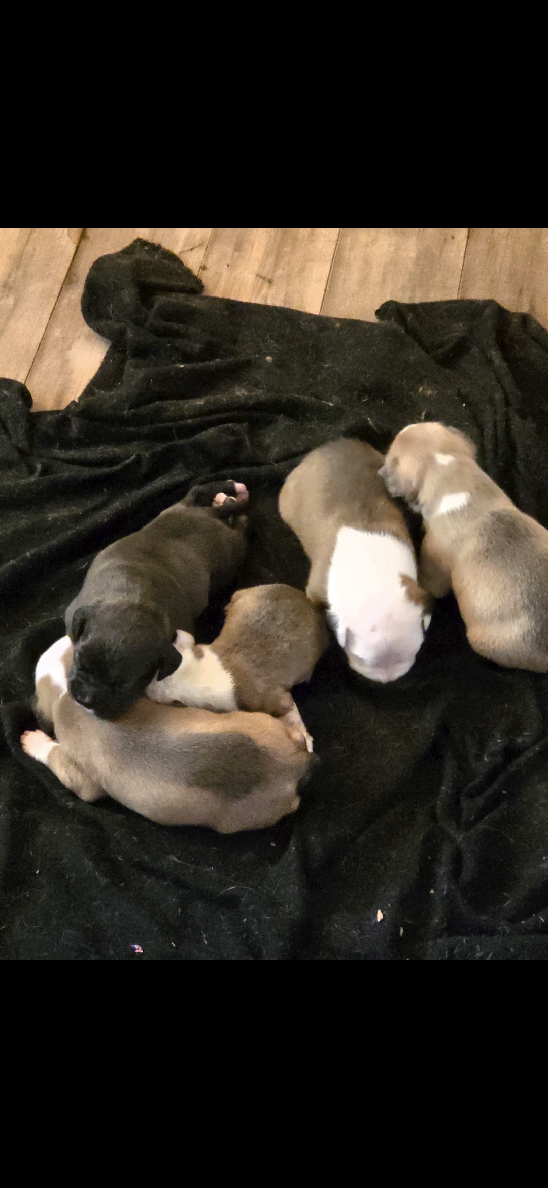 Pit bull puppies image 7