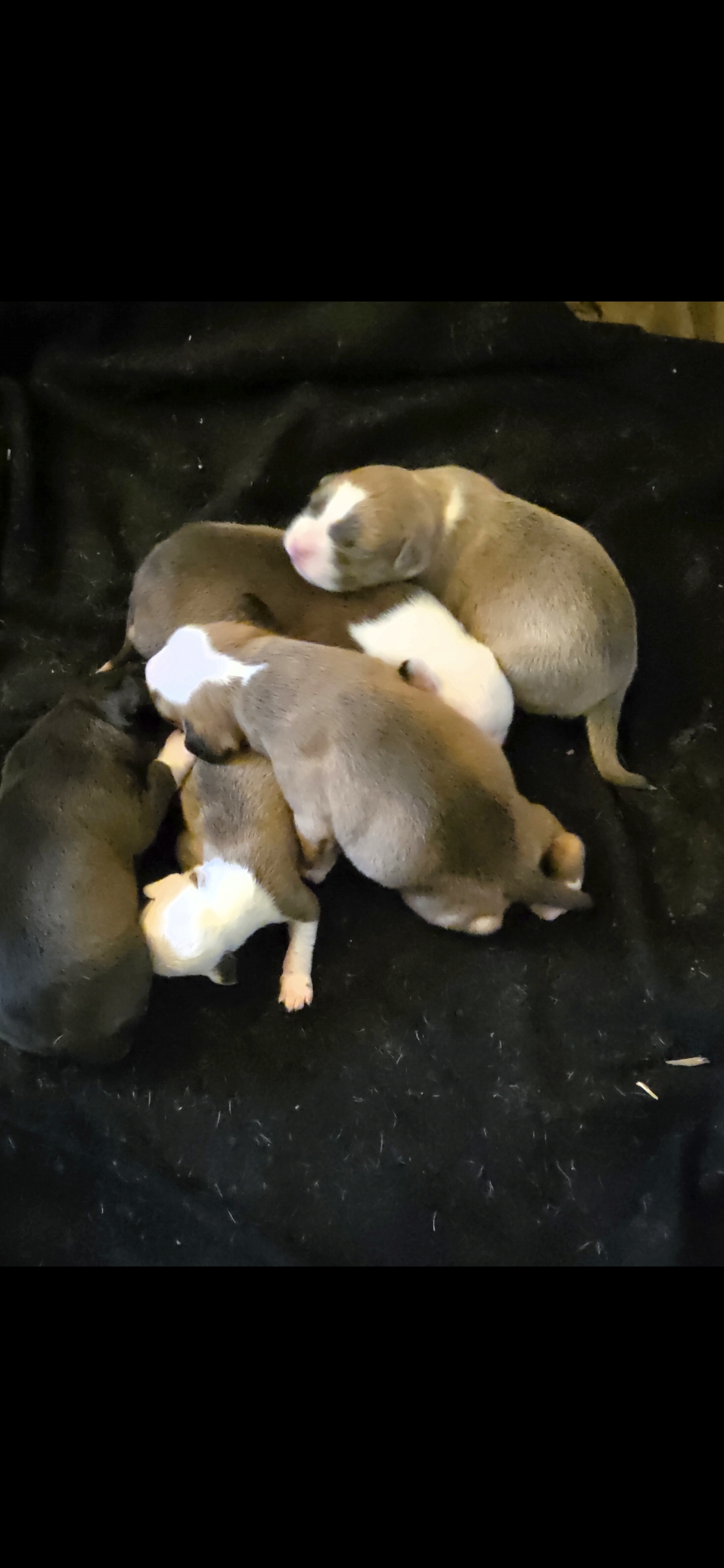 Pit bull puppies image 6