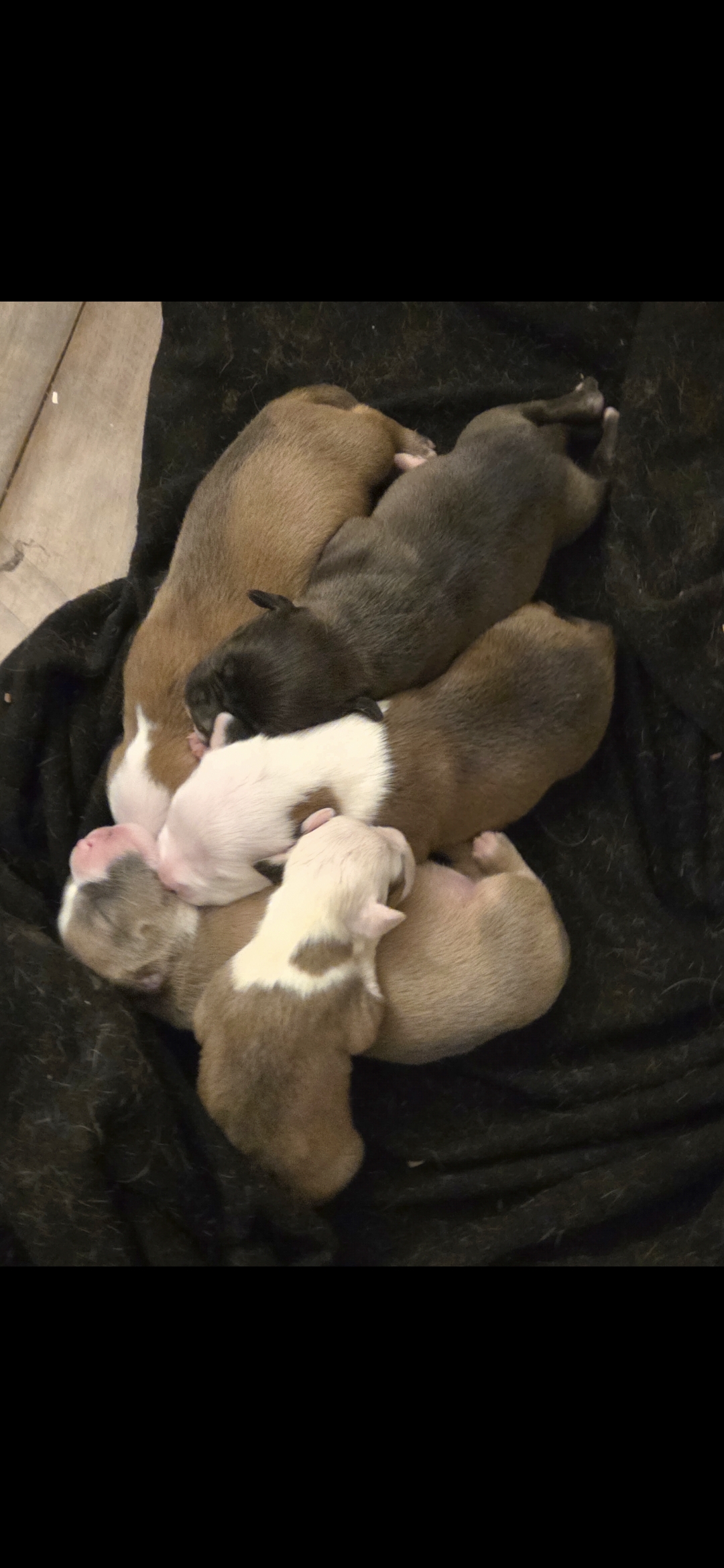 Pit bull puppies image 5