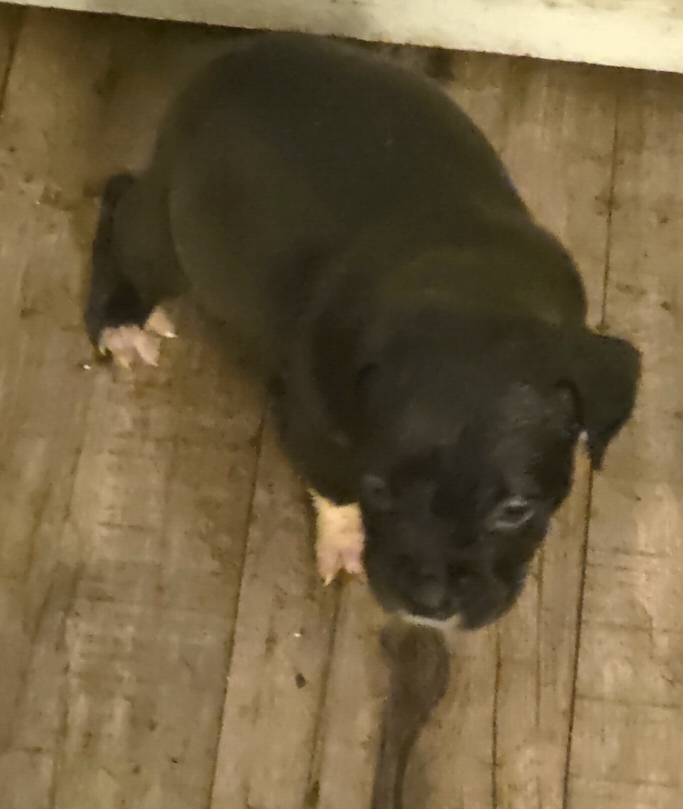 Pit bull puppies image 4