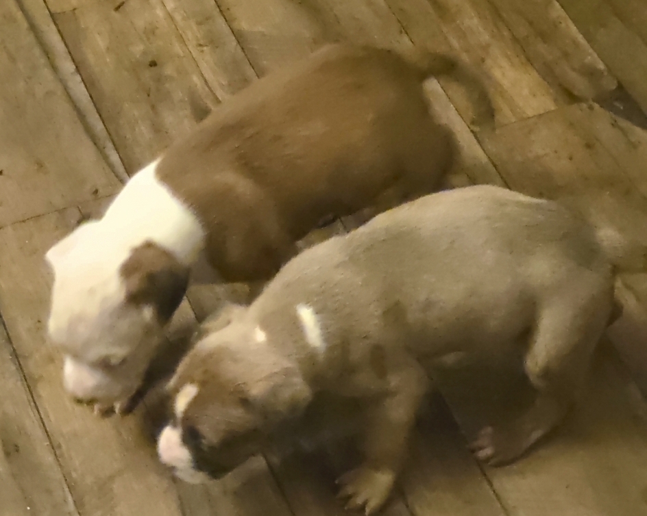 Pit bull puppies image 3
