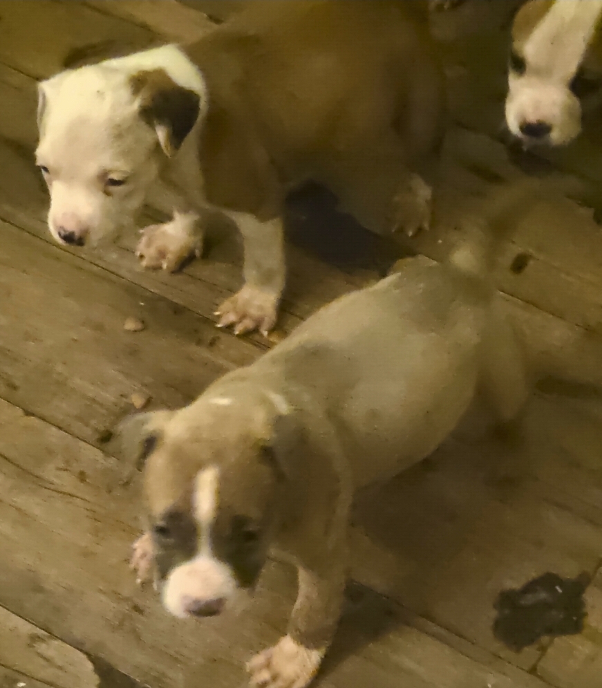 Pit bull puppies image 2