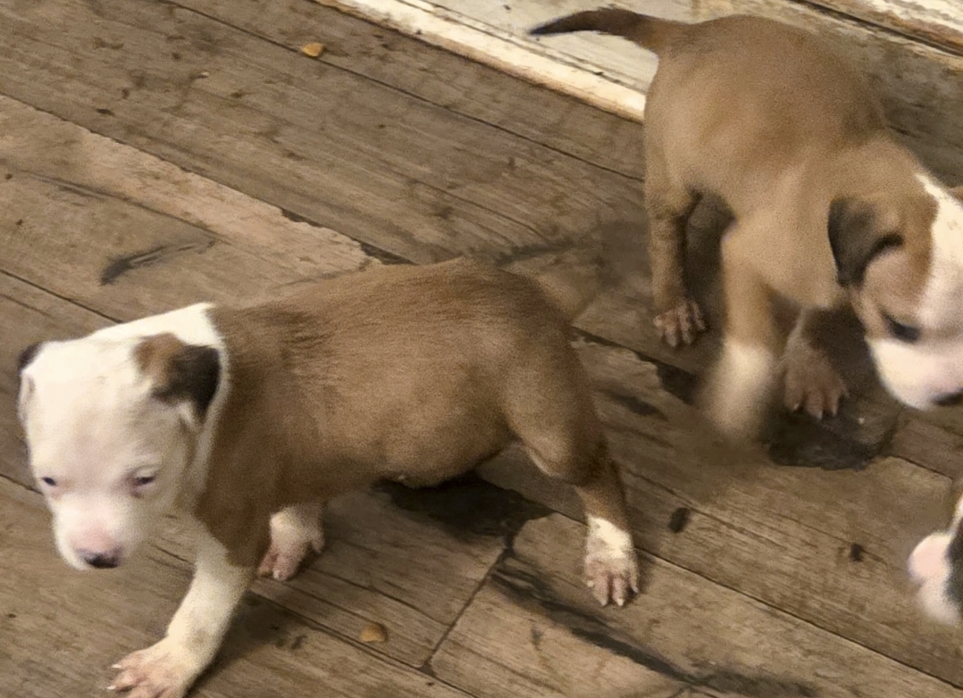 Pit bull puppies image 1