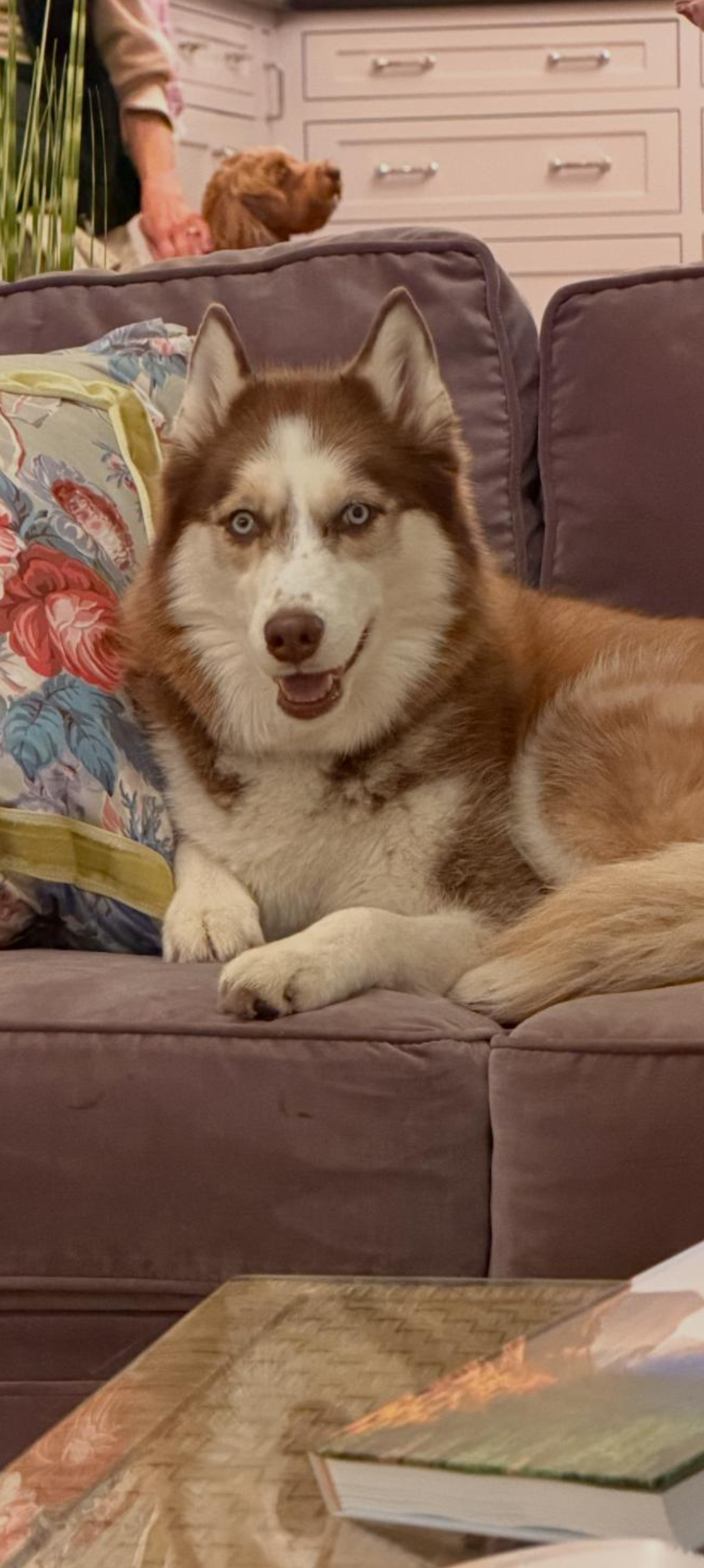 5yo Siberian Husky image 1